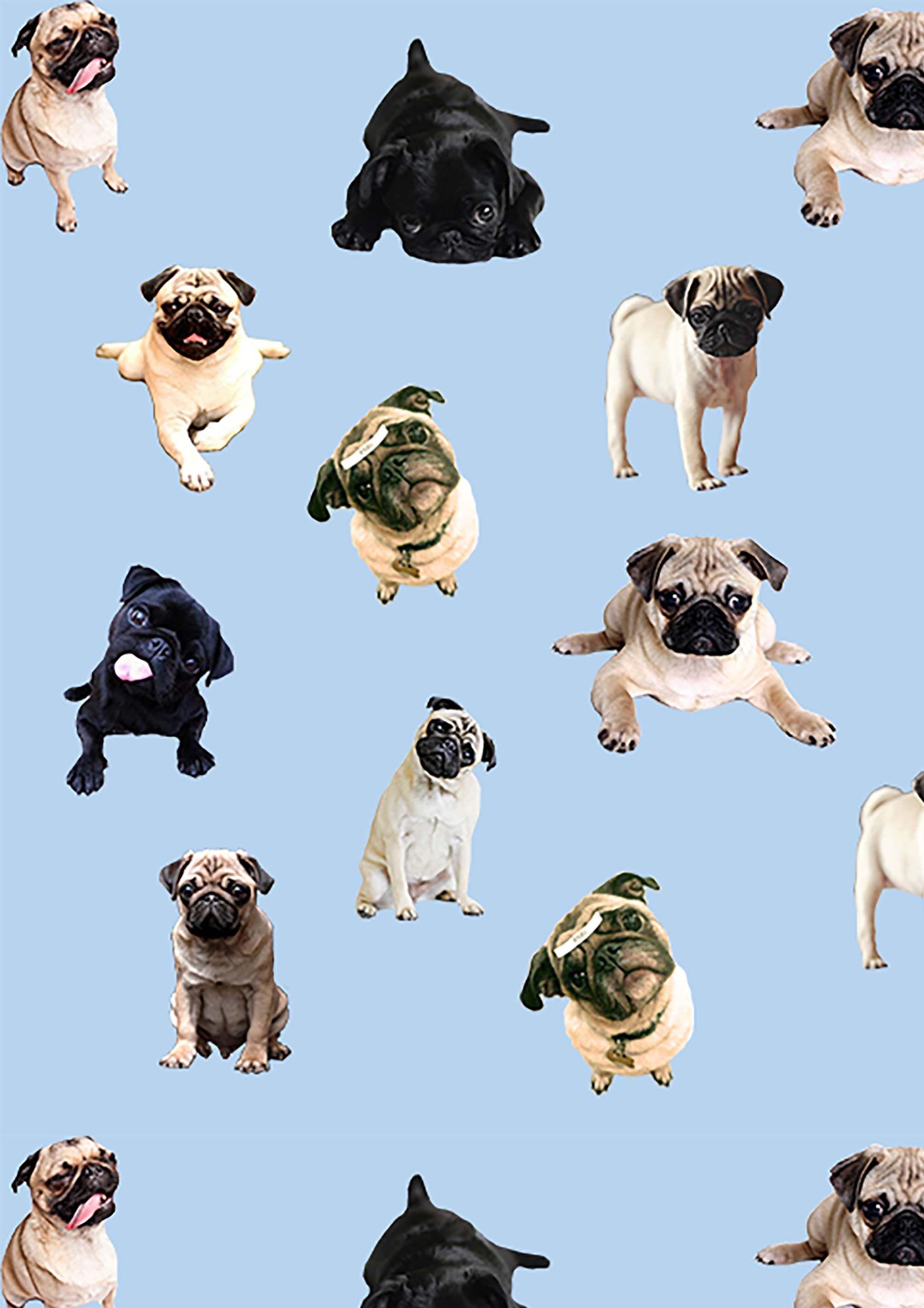 Black Pugs Wallpapers Wallpaper Cave