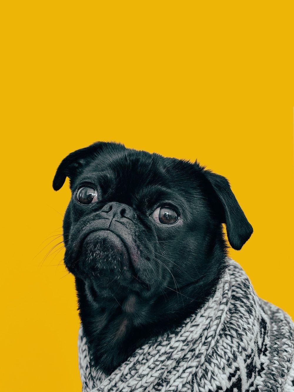 Black Pugs Wallpapers Wallpaper Cave