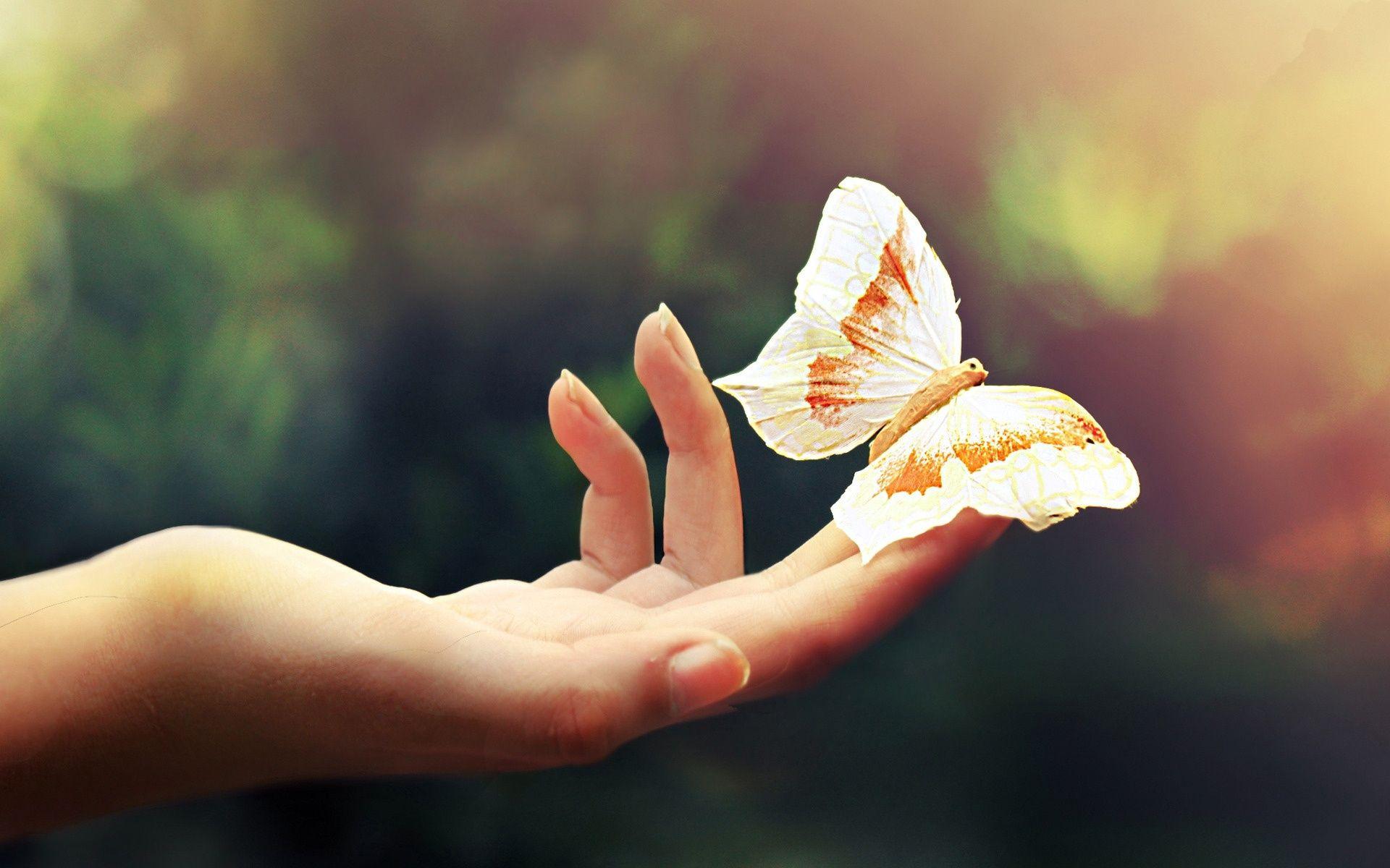 Butterfly In Hand Wallpapers Wallpaper Cave