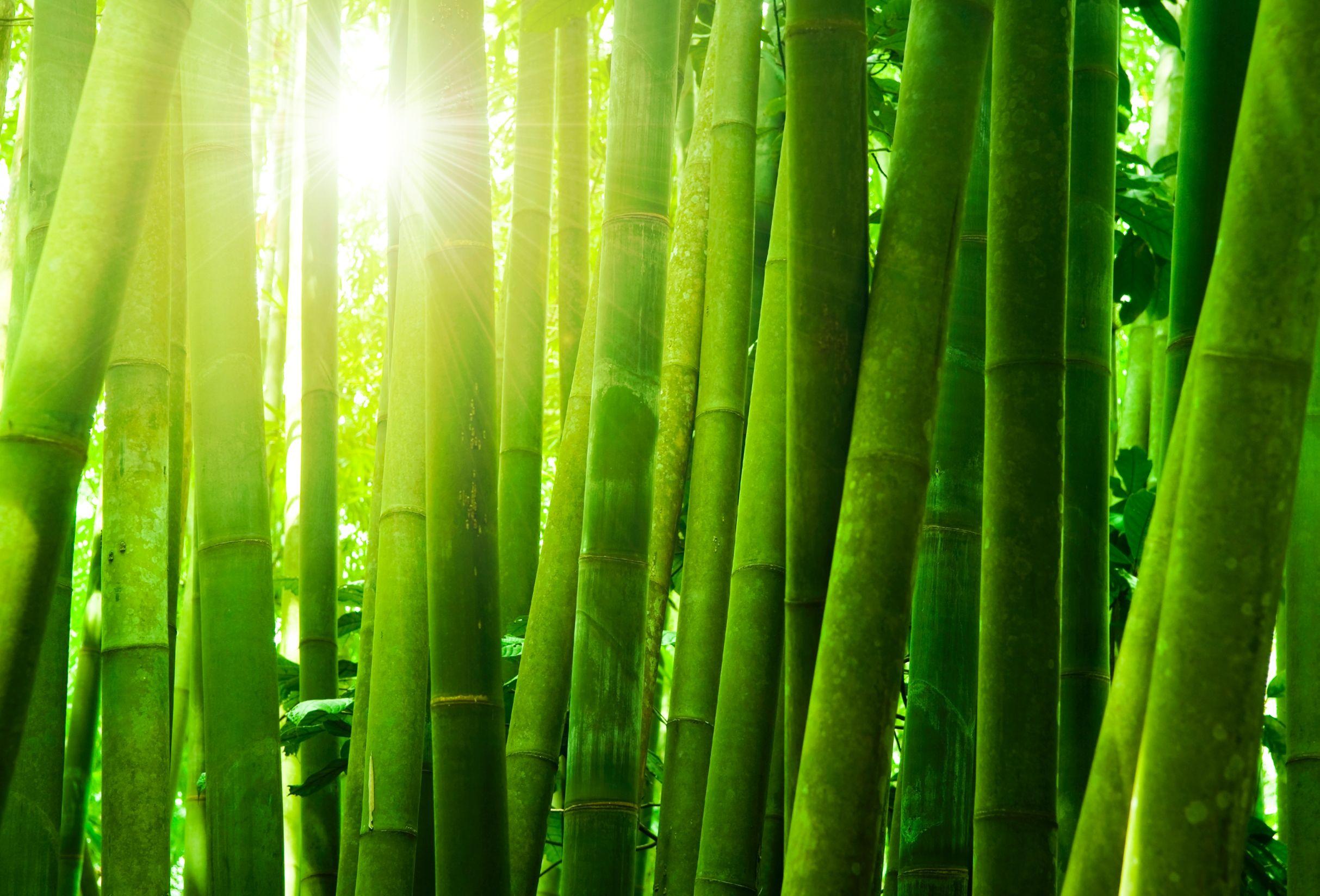 Bamboo Wallpapers Wallpaper Cave