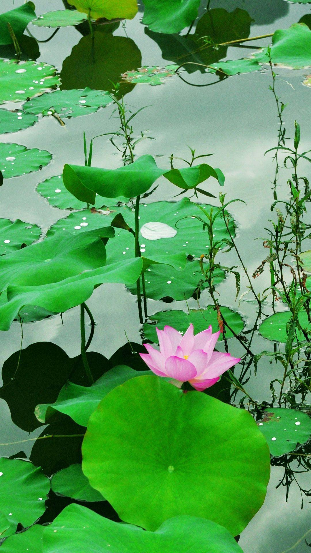 Green Lotus Wallpapers Wallpaper Cave