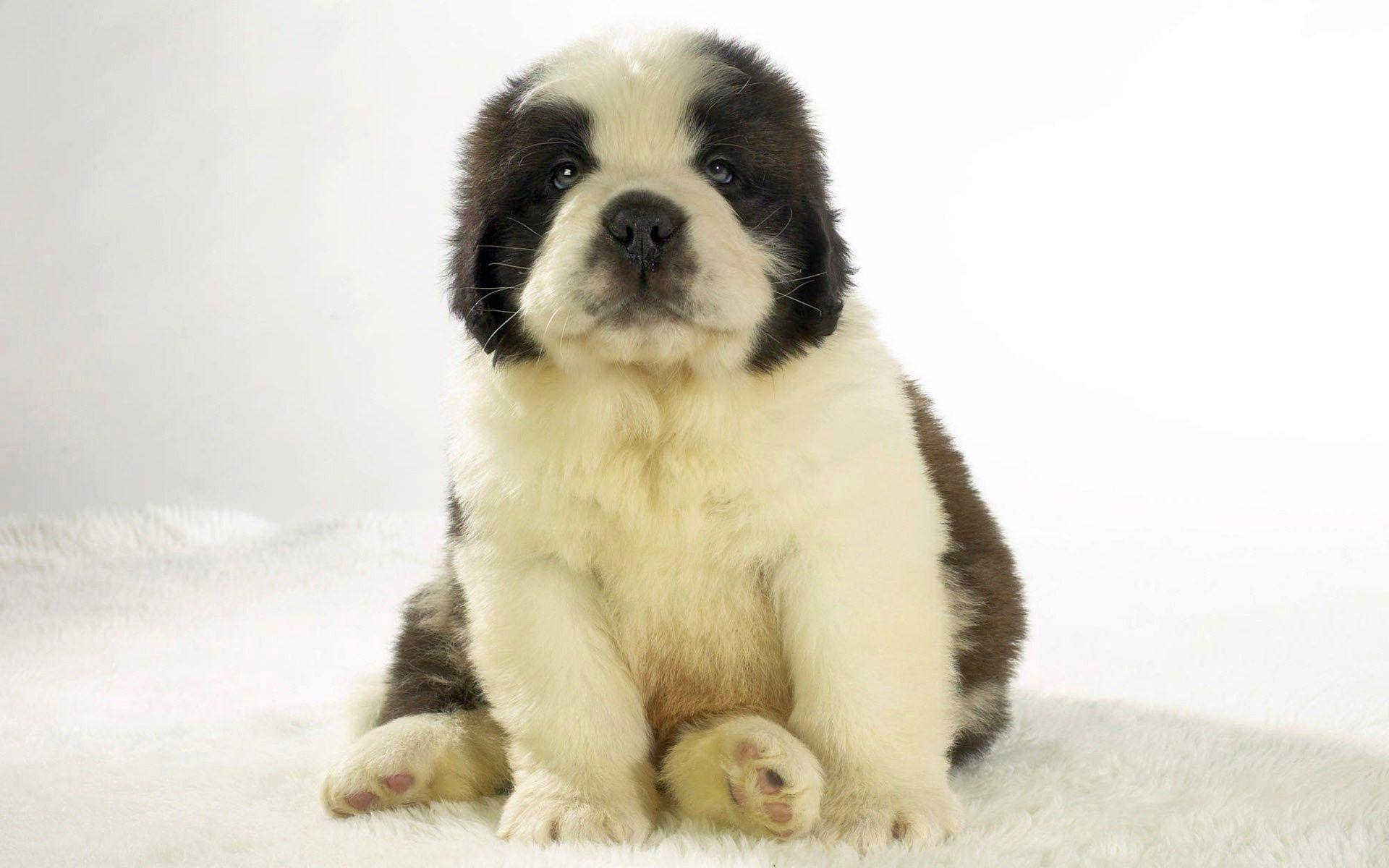 Fluffy Puppy Wallpapers Wallpaper Cave