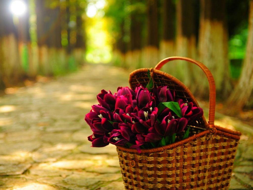 Flowers Basket Wallpapers Wallpaper Cave