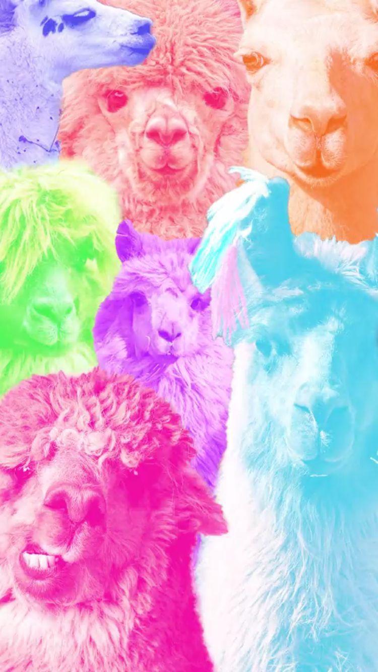 Llama Wallpapers Wallpaper Cave