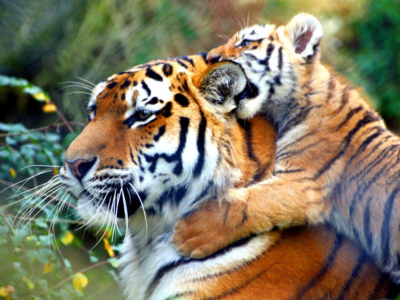 Cute Baby Tigers Wallpapers Wallpaper Cave