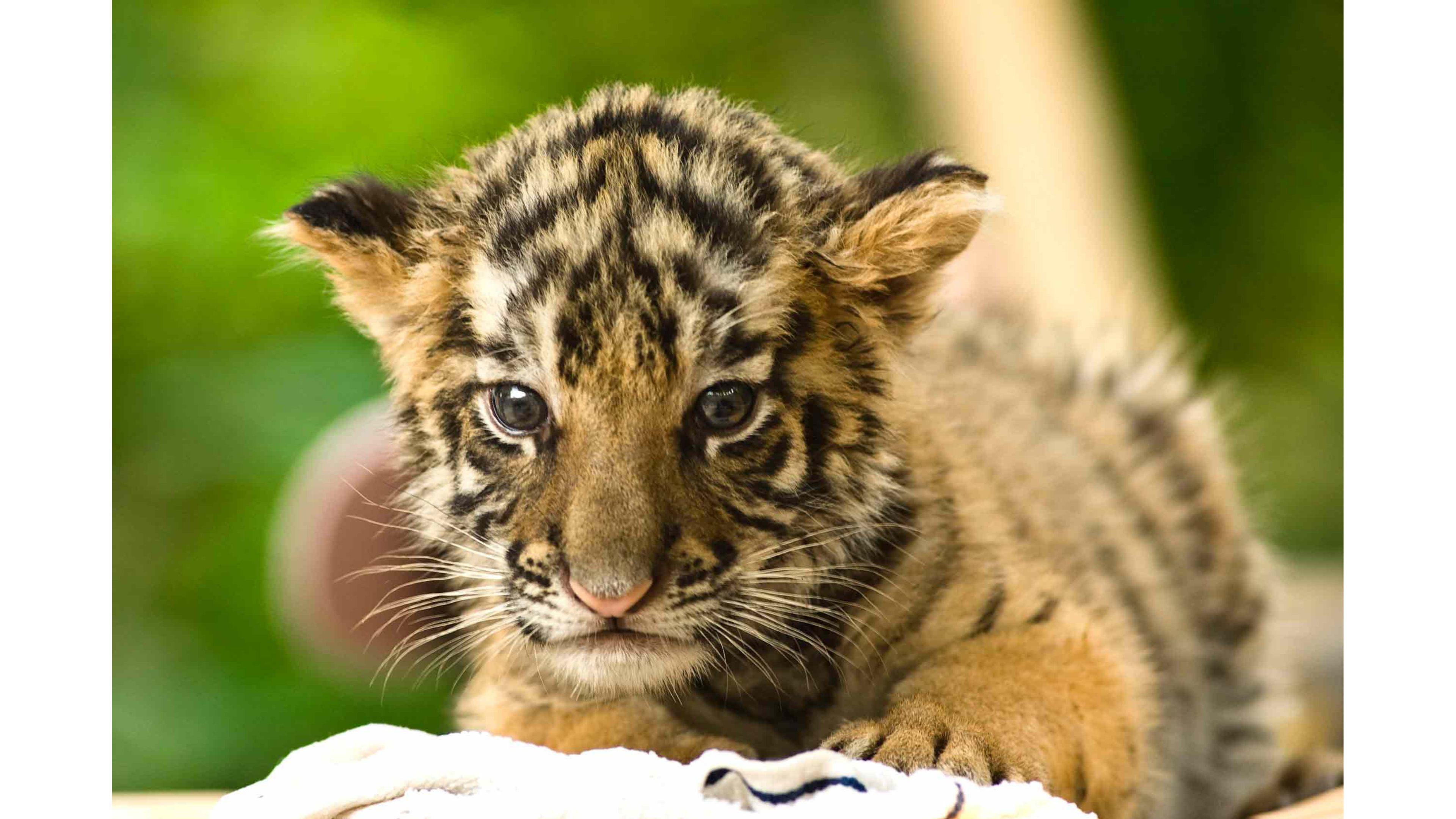 Cute Baby Tigers Wallpapers Wallpaper Cave