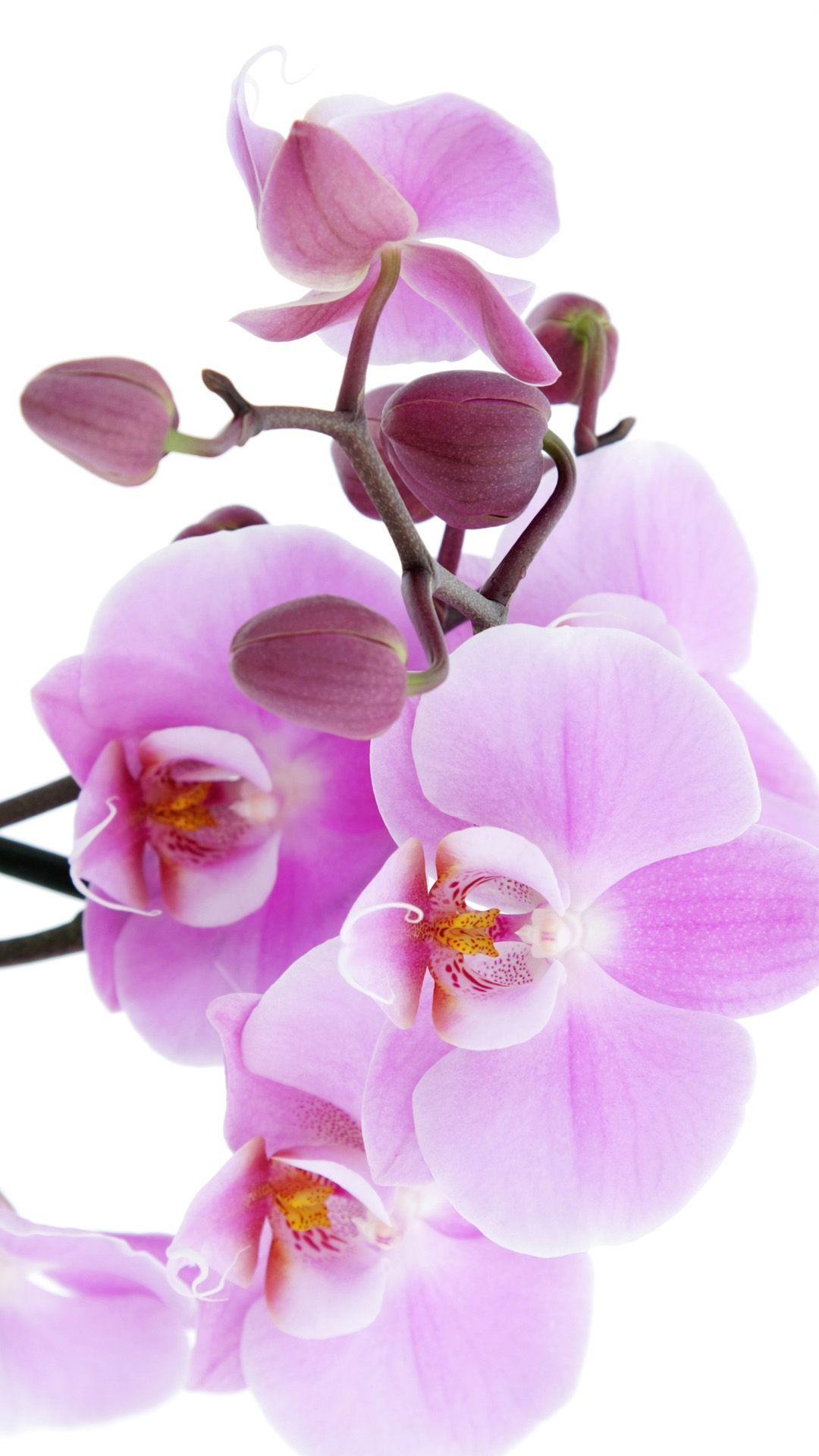 Pink Orchid Wallpapers Wallpaper Cave