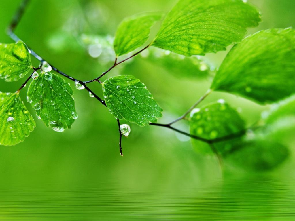 Green Nature Wallpapers Wallpaper Cave