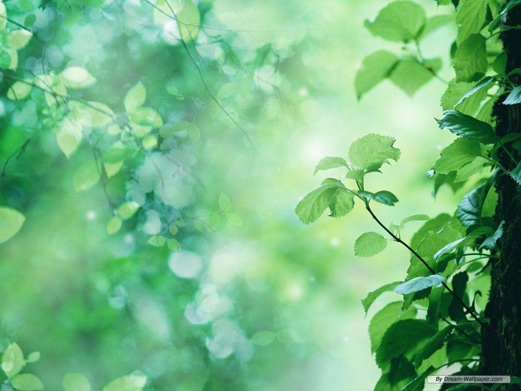 Green Nature Wallpapers Wallpaper Cave
