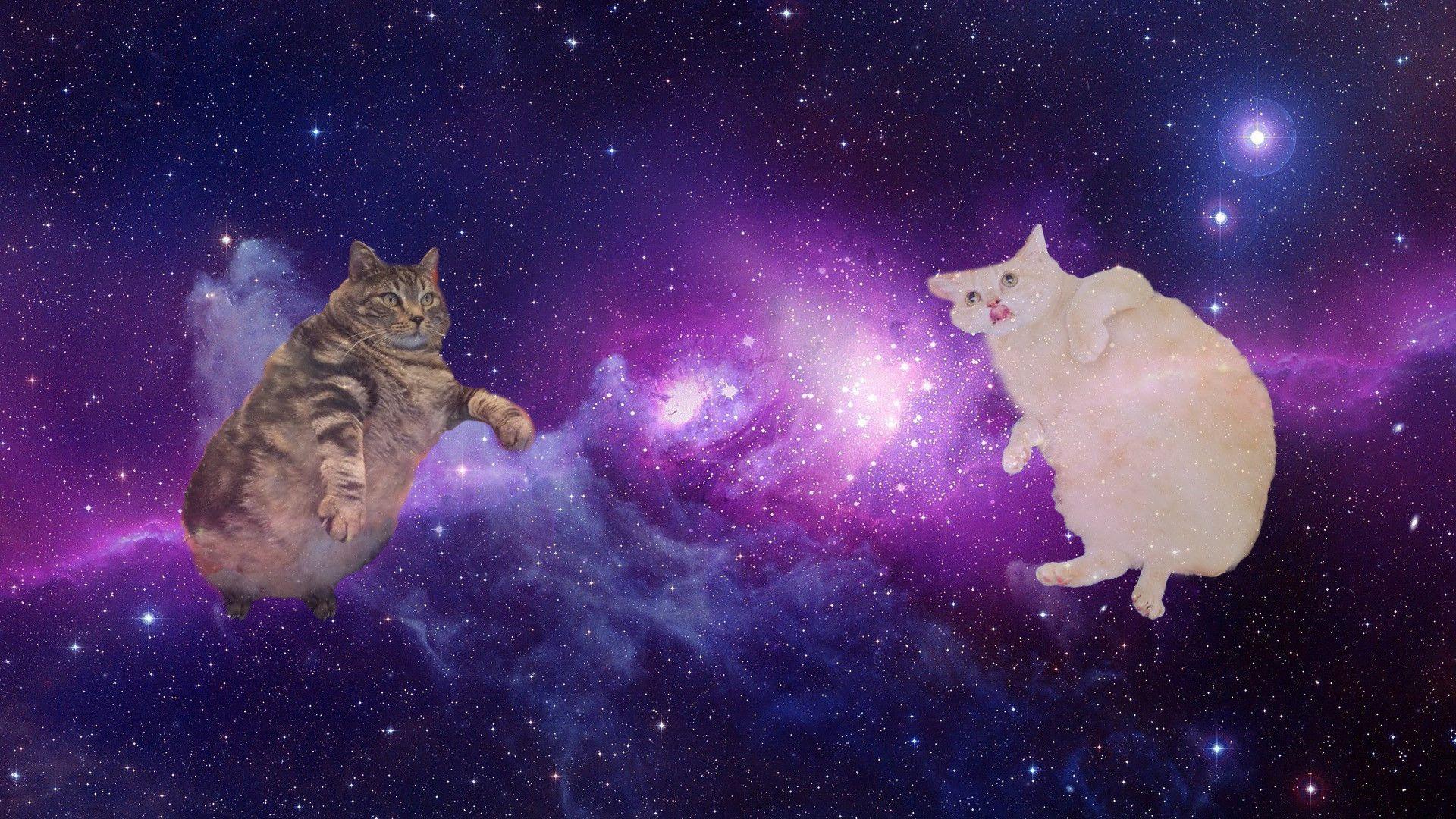 Cats In Space Wallpapers Wallpaper Cave