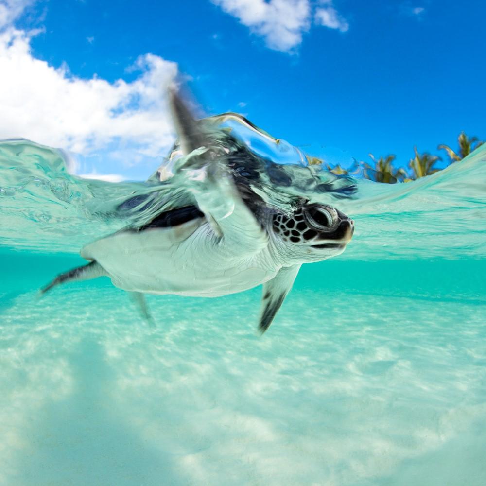 Sea Turtle Wallpapers Wallpaper Cave