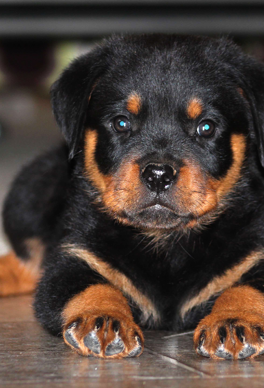 Rottweiler Wallpapers Wallpaper Cave