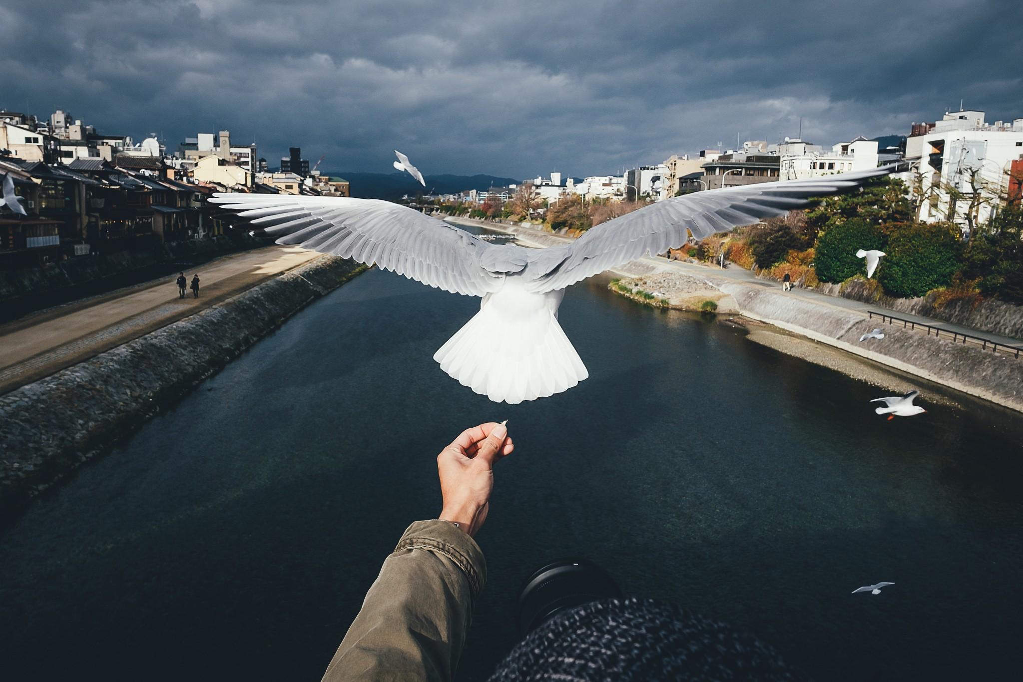 Freedom Wallpapers Wallpaper Cave