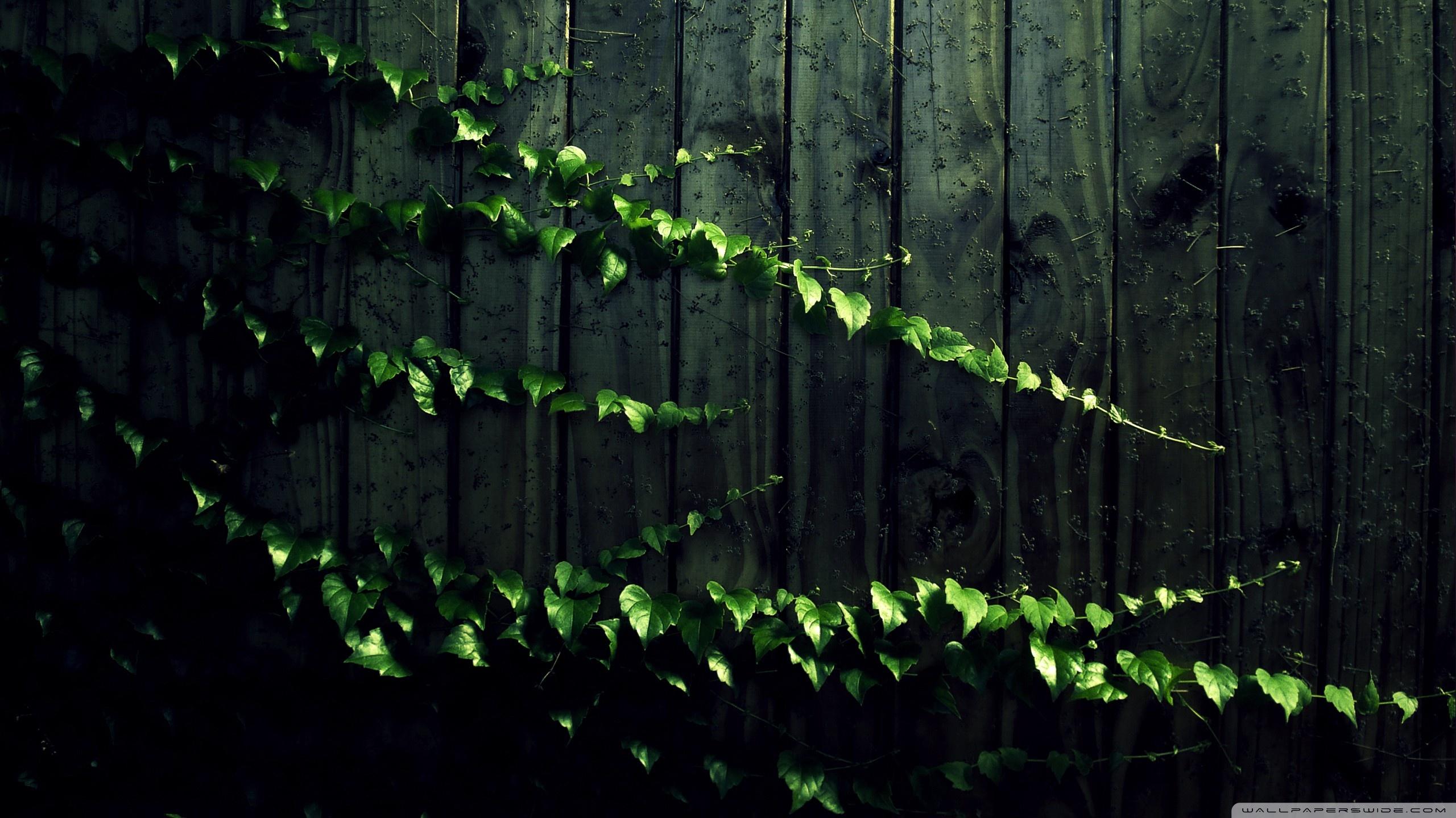 Plant Wallpapers Wallpaper Cave