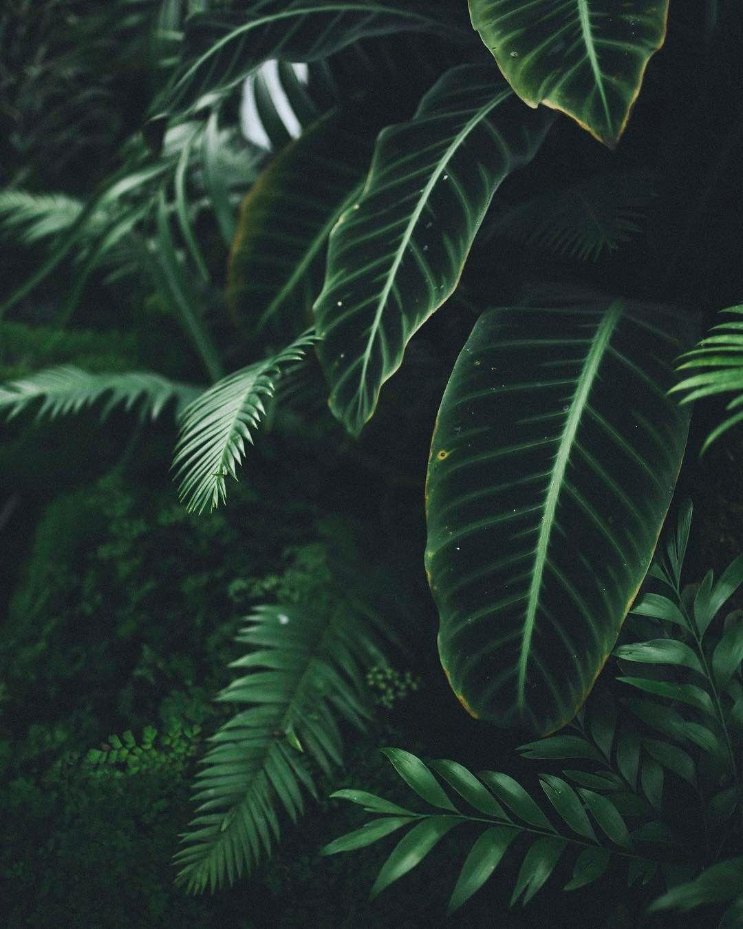 Green Plants Wallpapers Wallpaper Cave