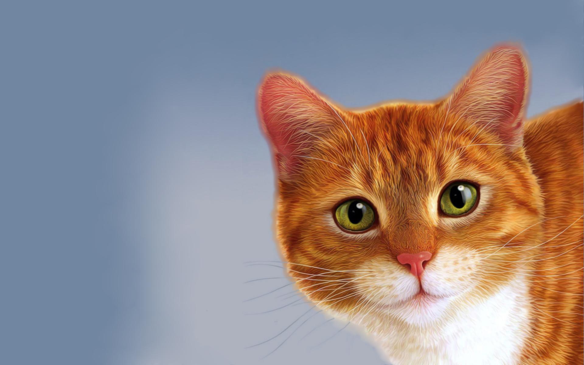 Orange Cat Wallpapers Wallpaper Cave