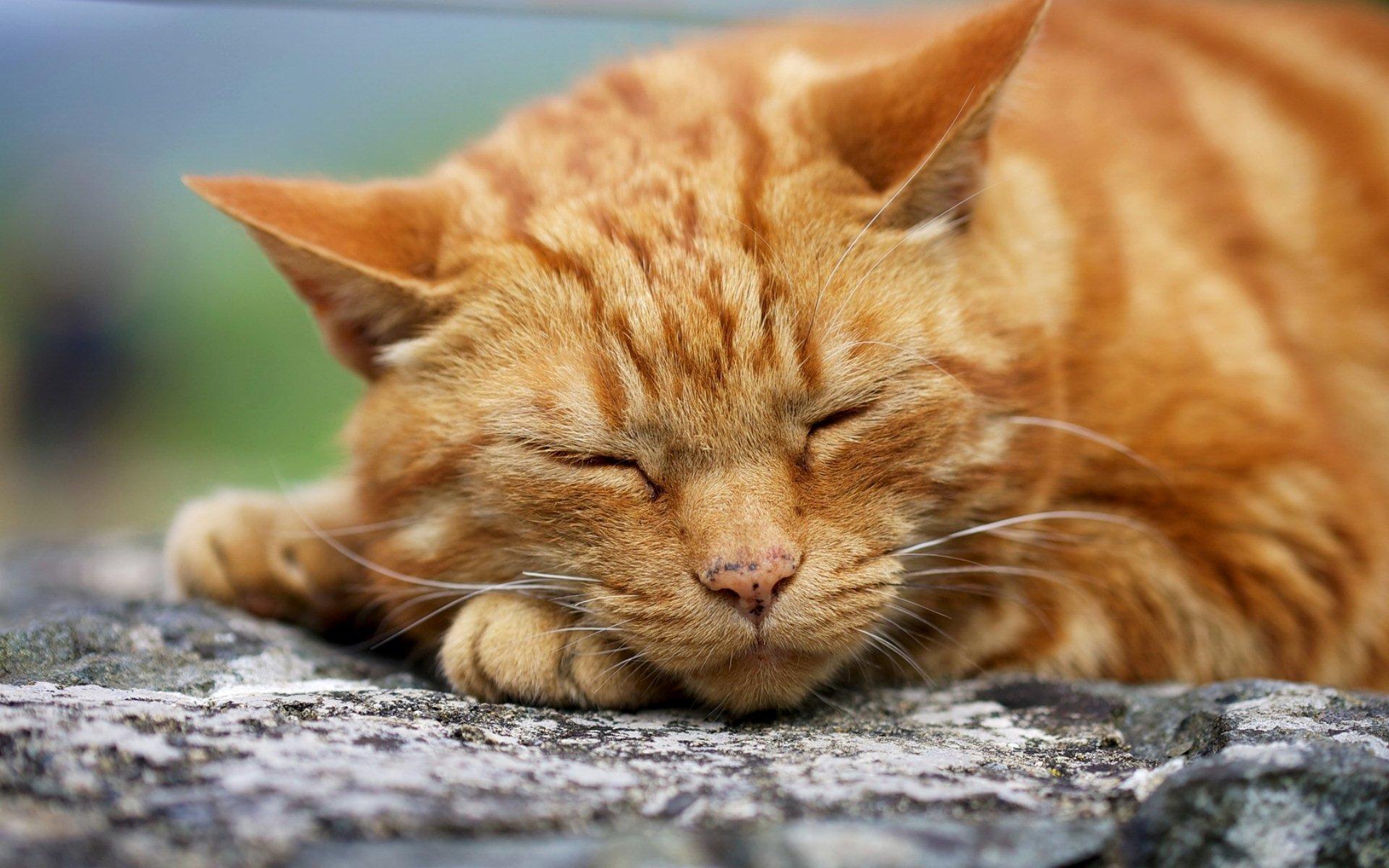 Orange Cat Wallpapers Wallpaper Cave