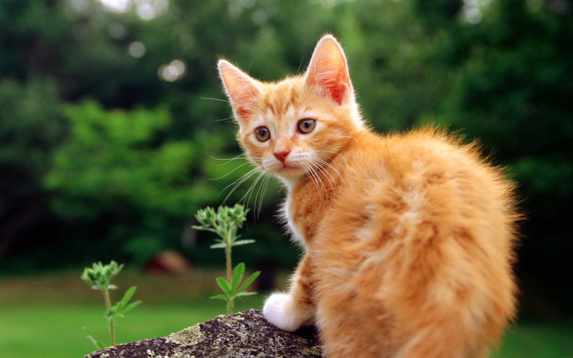 Orange Cat Wallpapers Wallpaper Cave