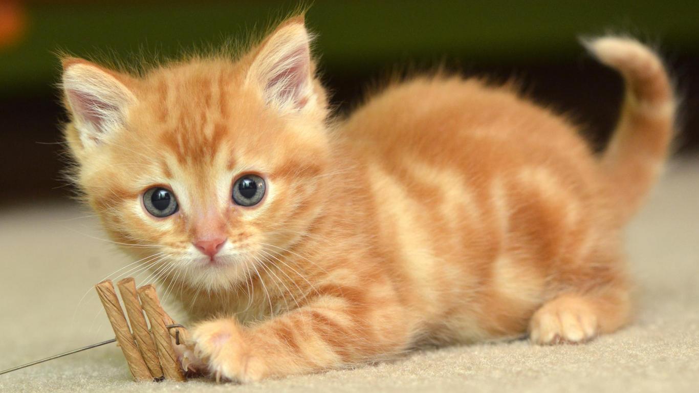 Orange Cat Wallpapers Wallpaper Cave