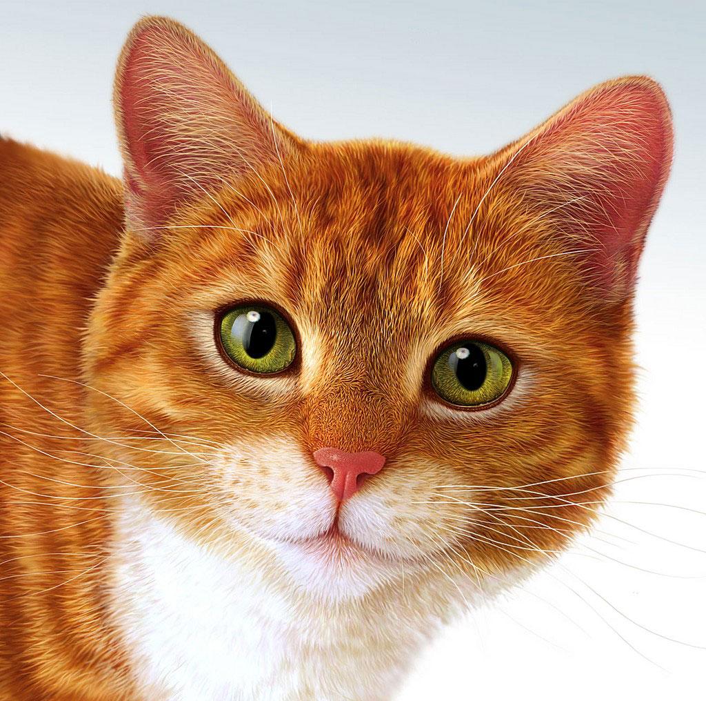 Orange Cat Wallpapers Wallpaper Cave