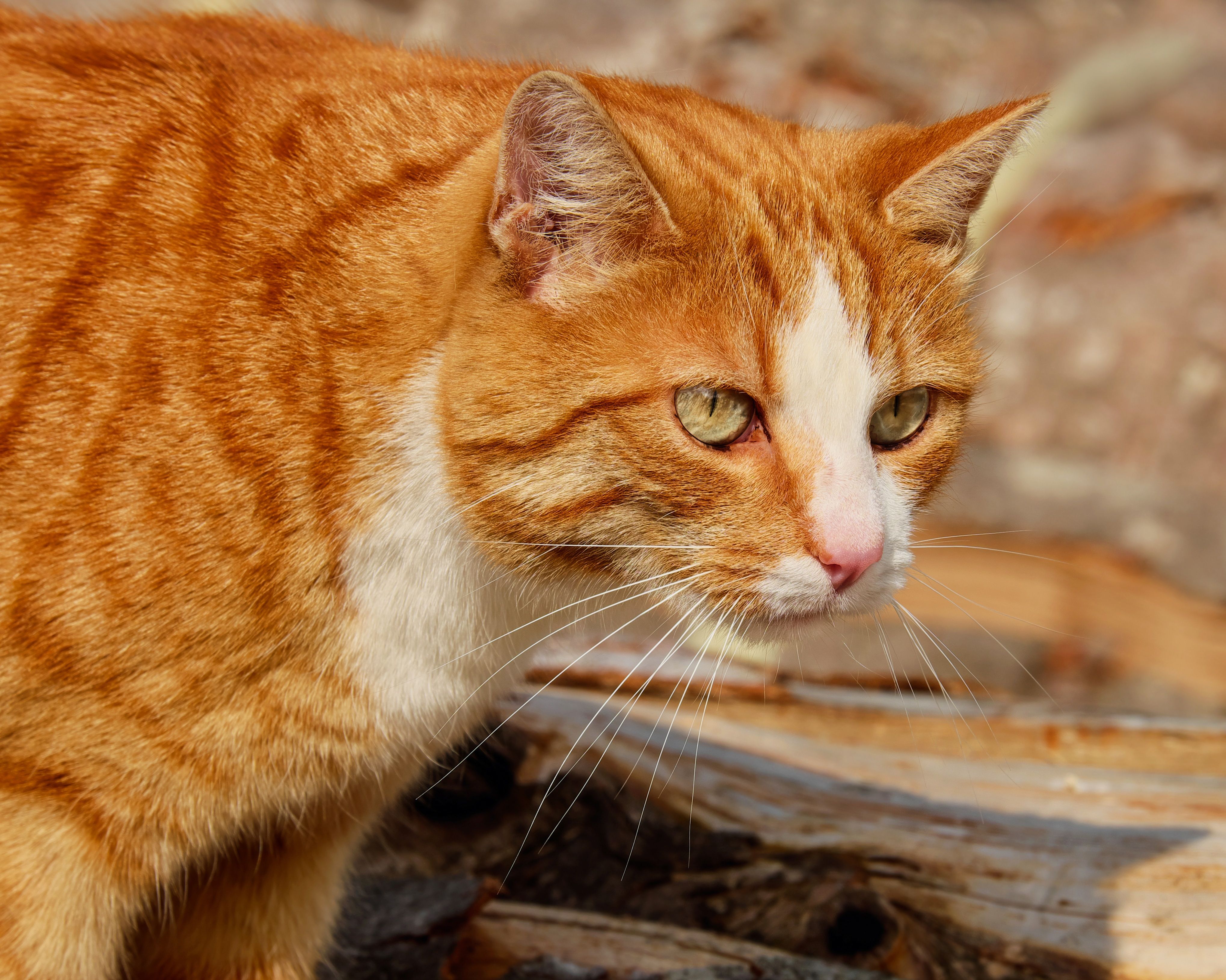 Orange Cat Wallpapers Wallpaper Cave