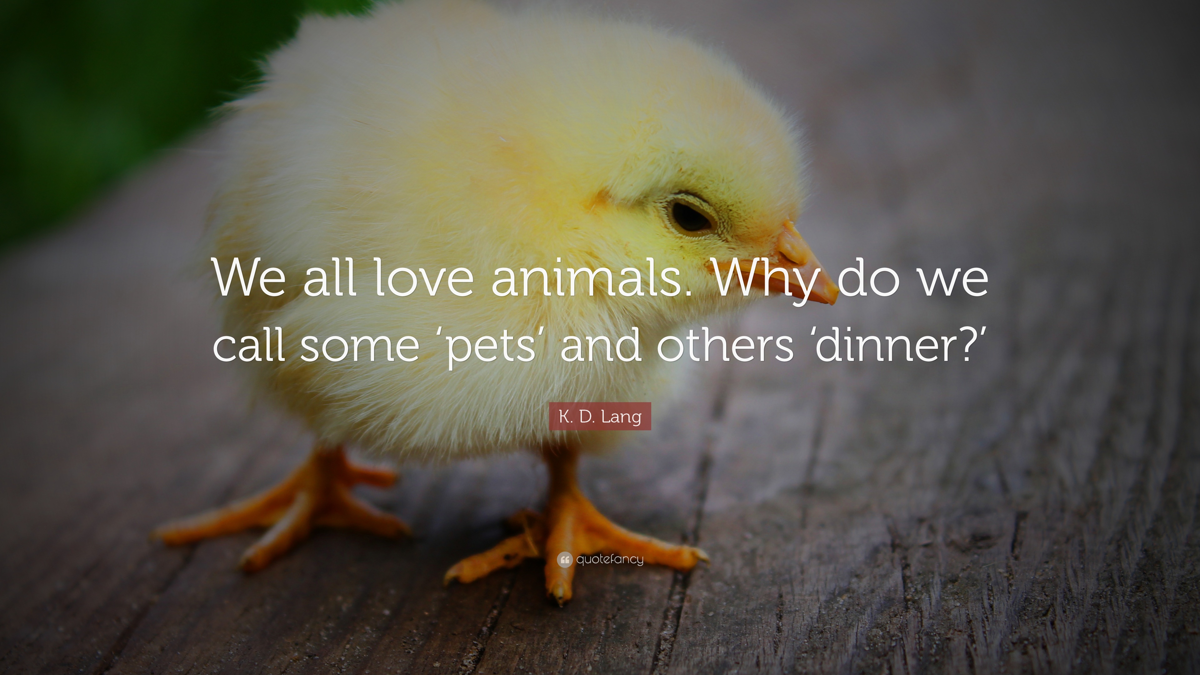 Animal Quotes Love