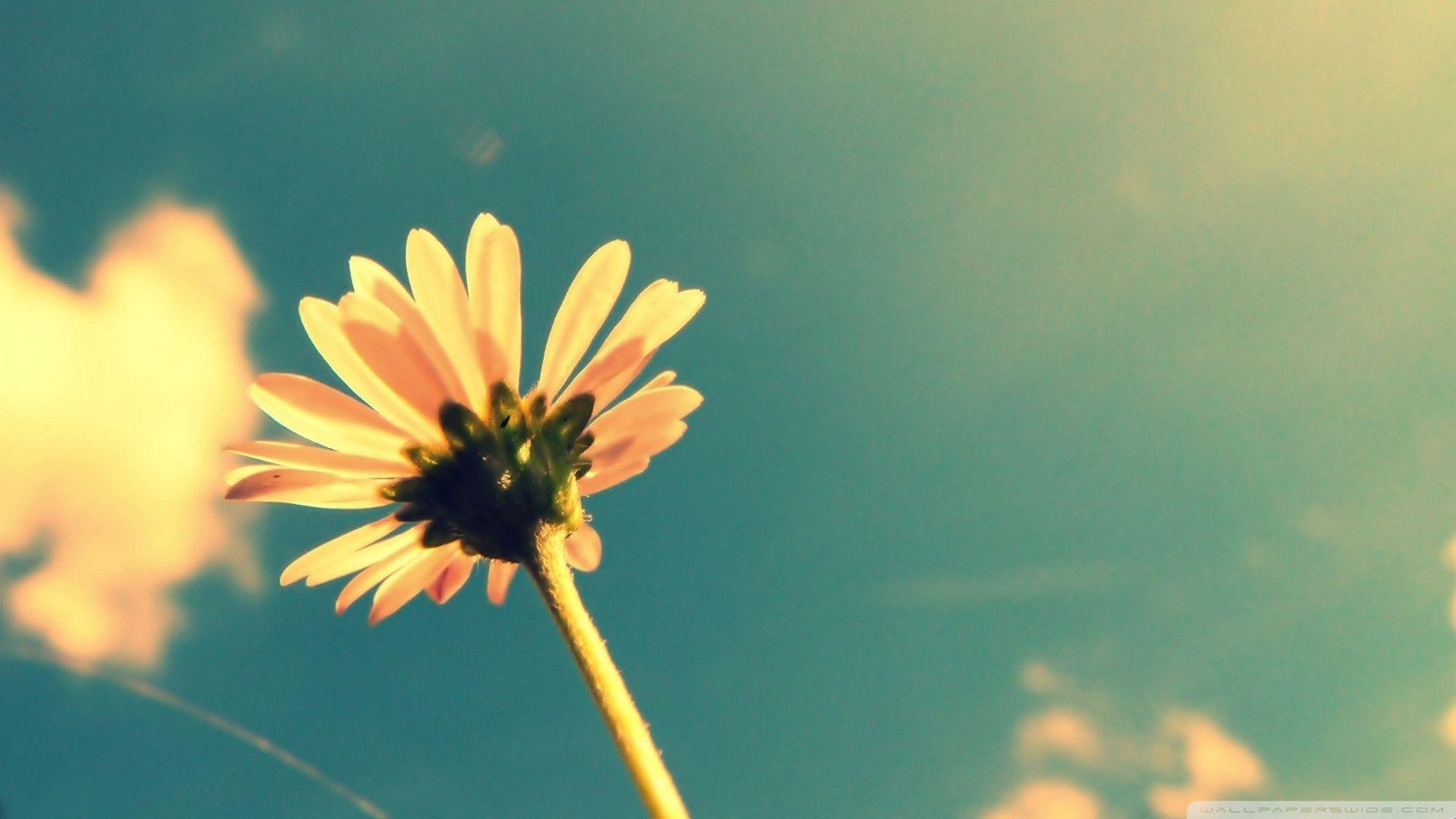 Joy Wallpapers Wallpaper Cave