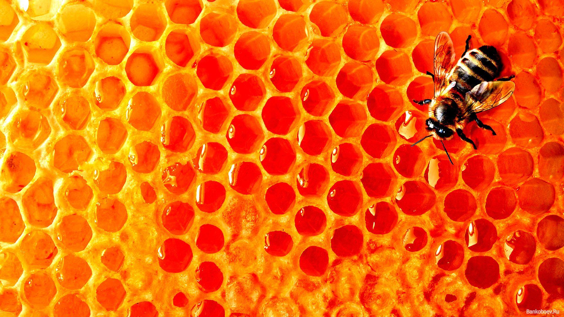 Top Free Beehive Wallpapers Learn more here quotesenglish5