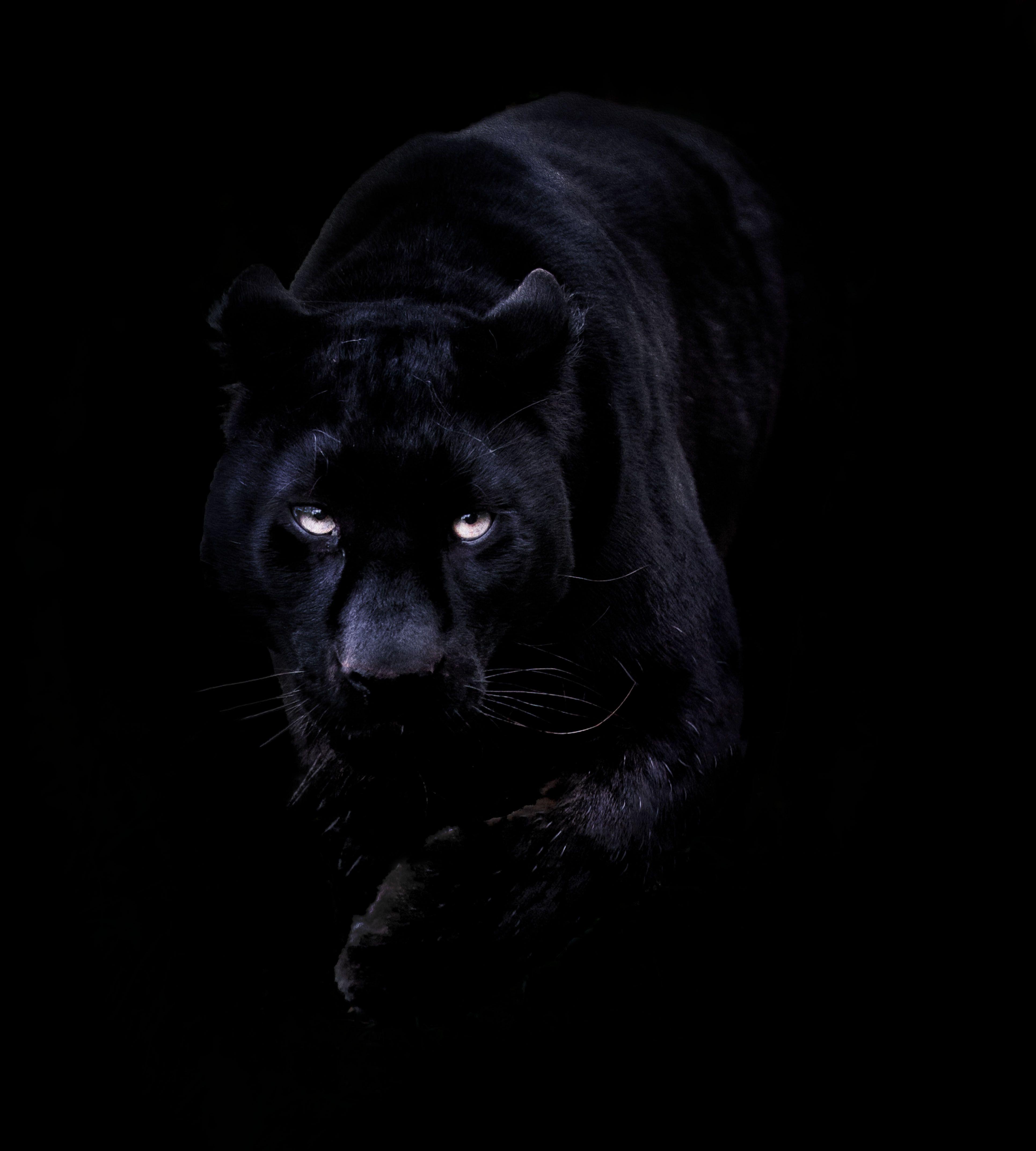 Black Panther Aesthetic Animal Wallpapers Wallpaper Cave