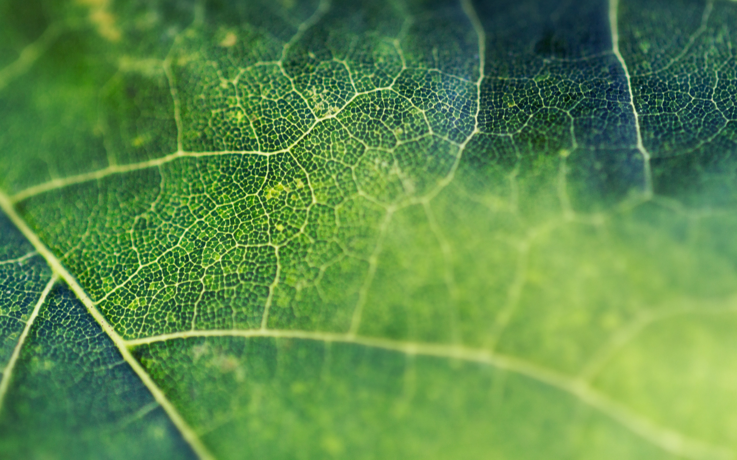 Leaf Macro HD Wallpapers Wallpaper Cave