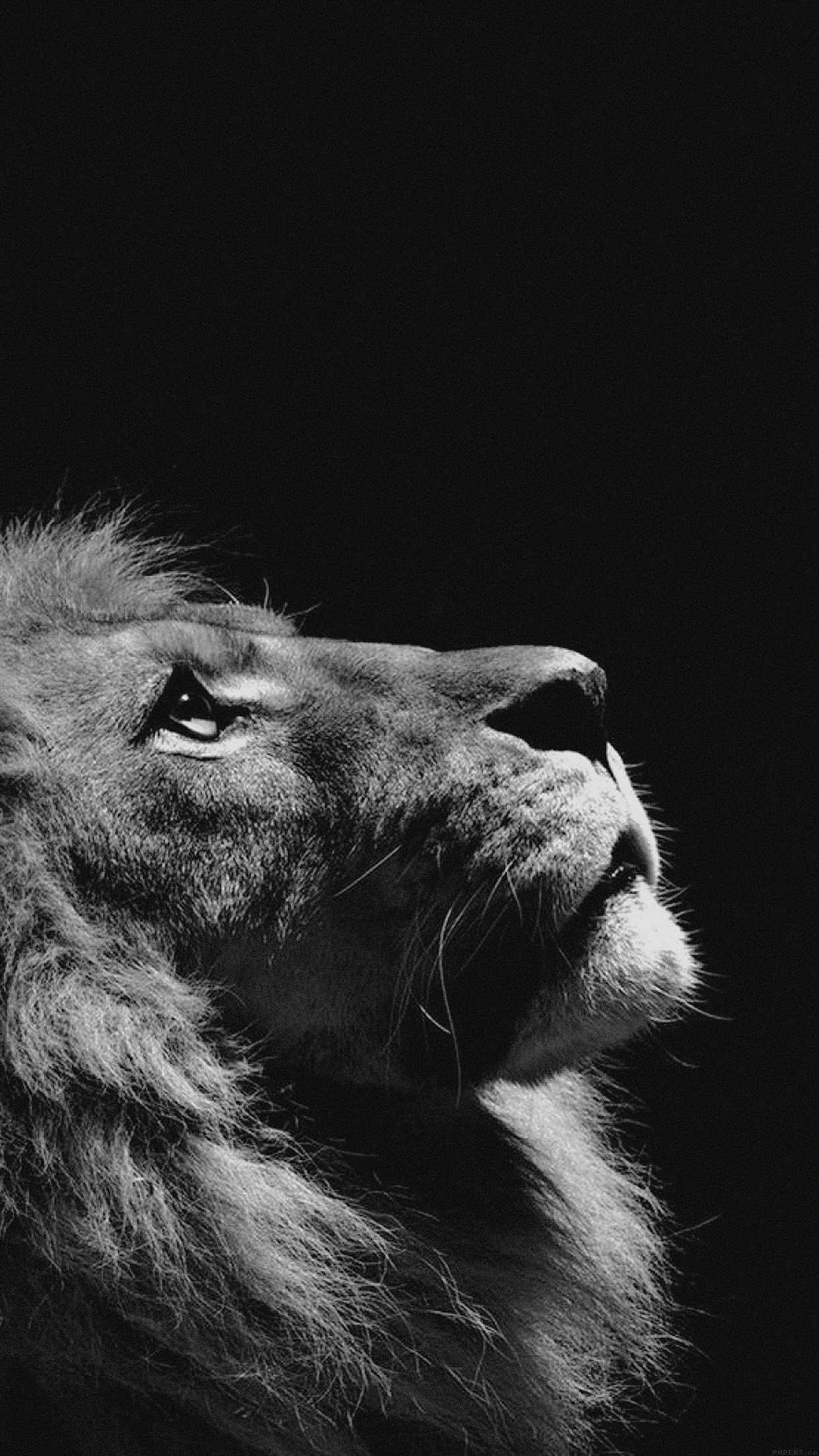 Black Lion Hd Wallpaper For Iphone