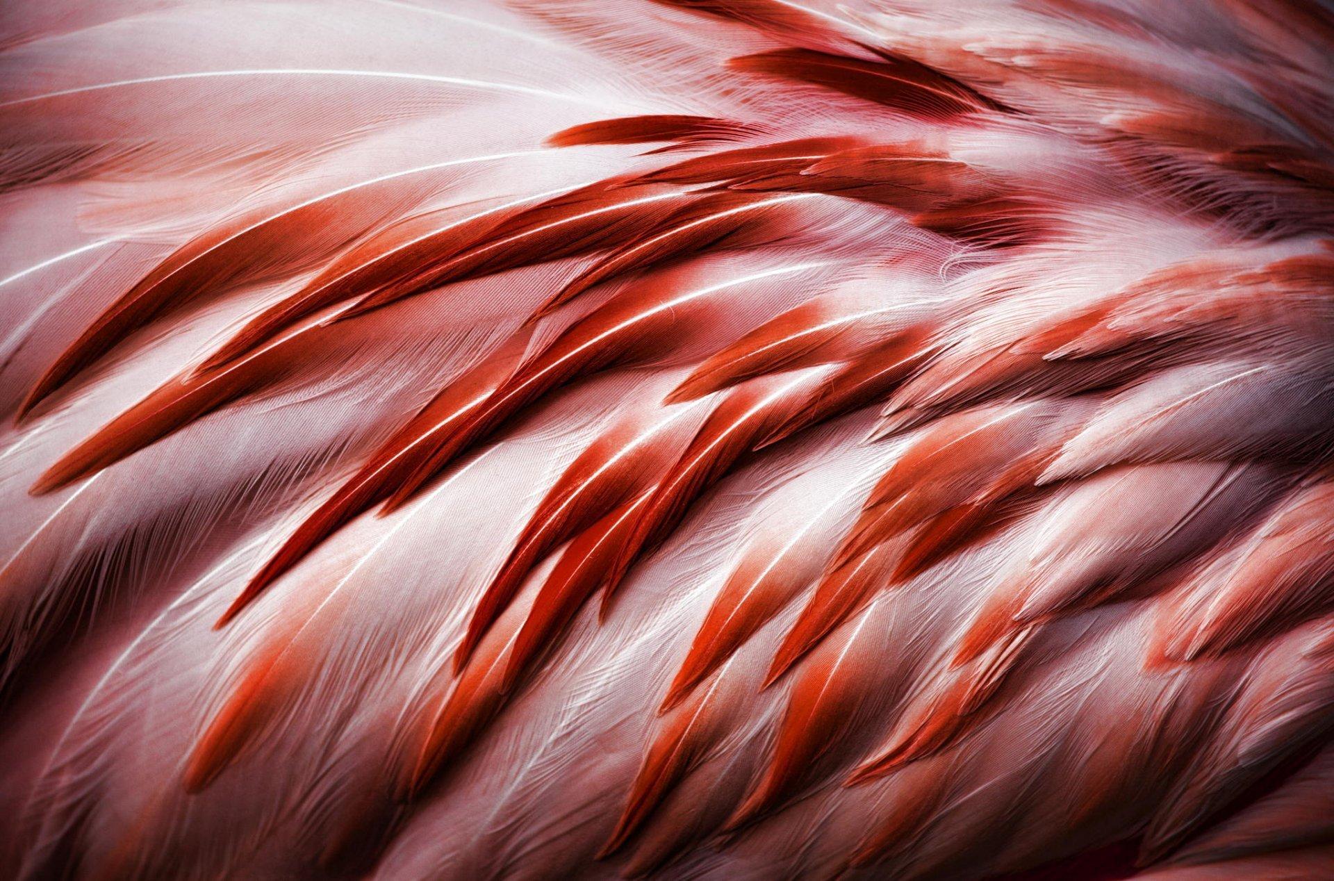 Feathers Wallpapers Wallpaper Cave
