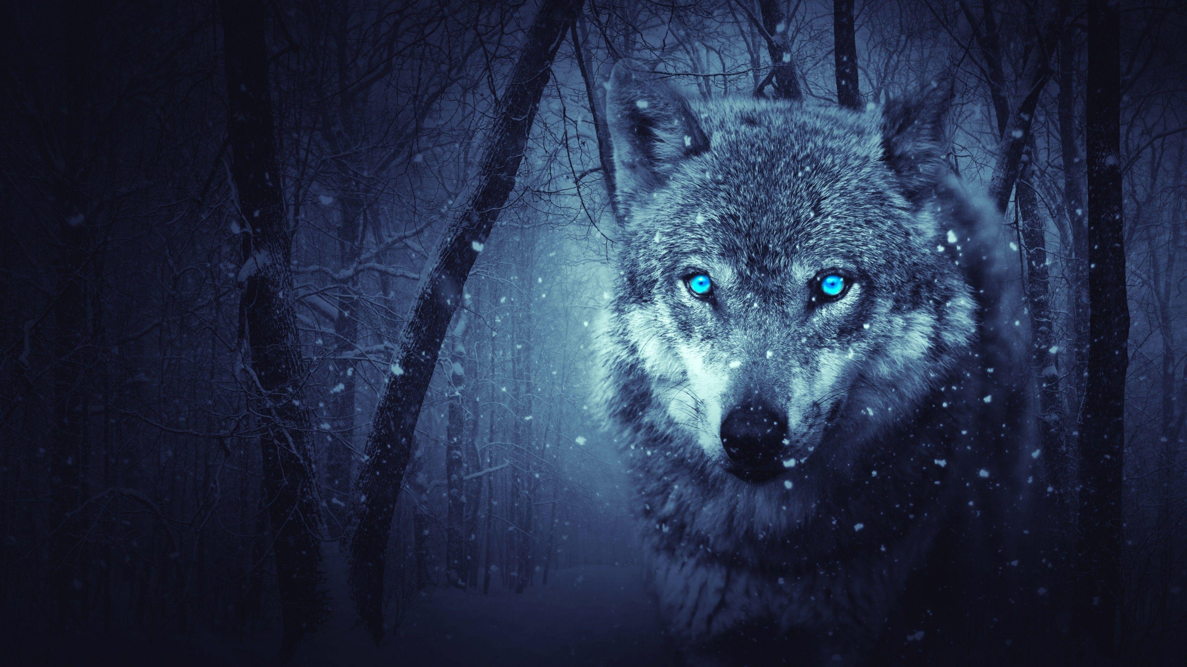 Black And Blue Wolf Wallpapers Wallpaper Cave