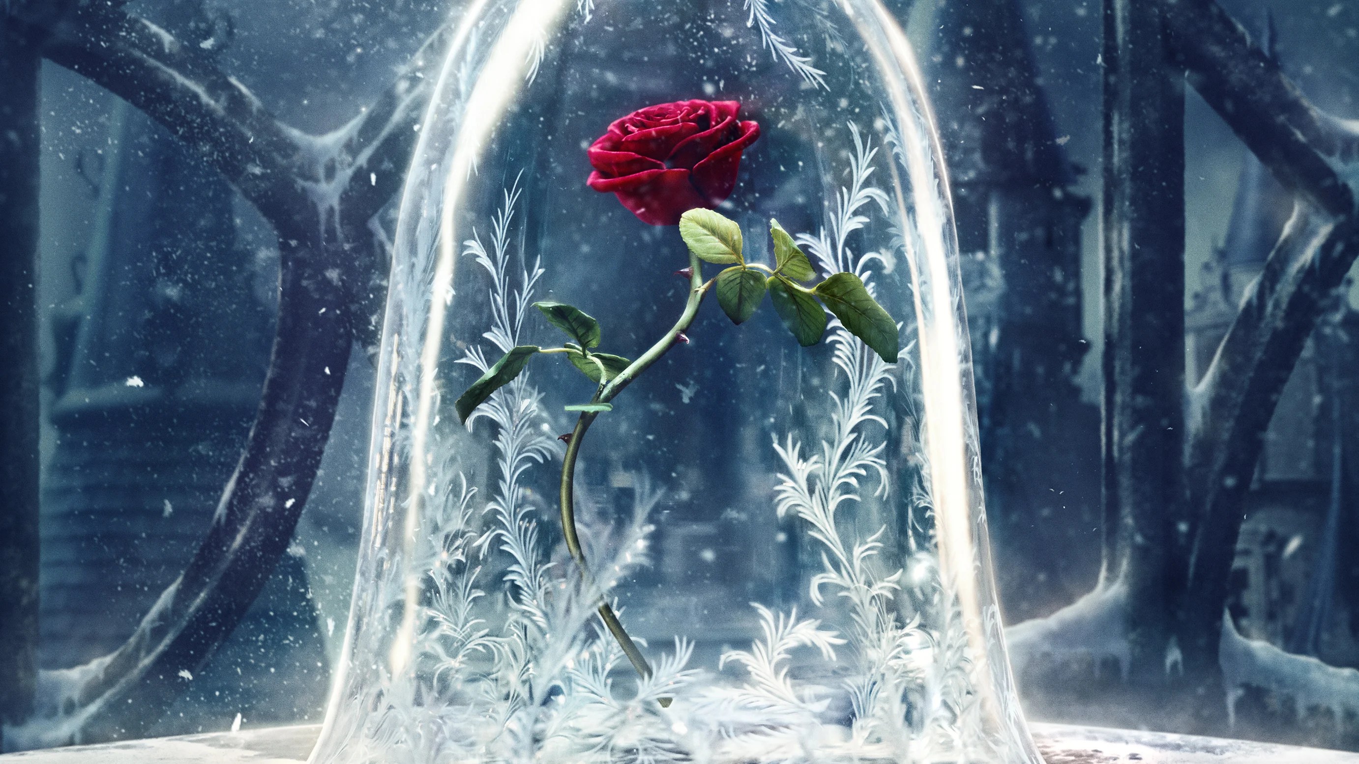 Beauty And The Beast Rose Wallpapers Wallpaper Cave