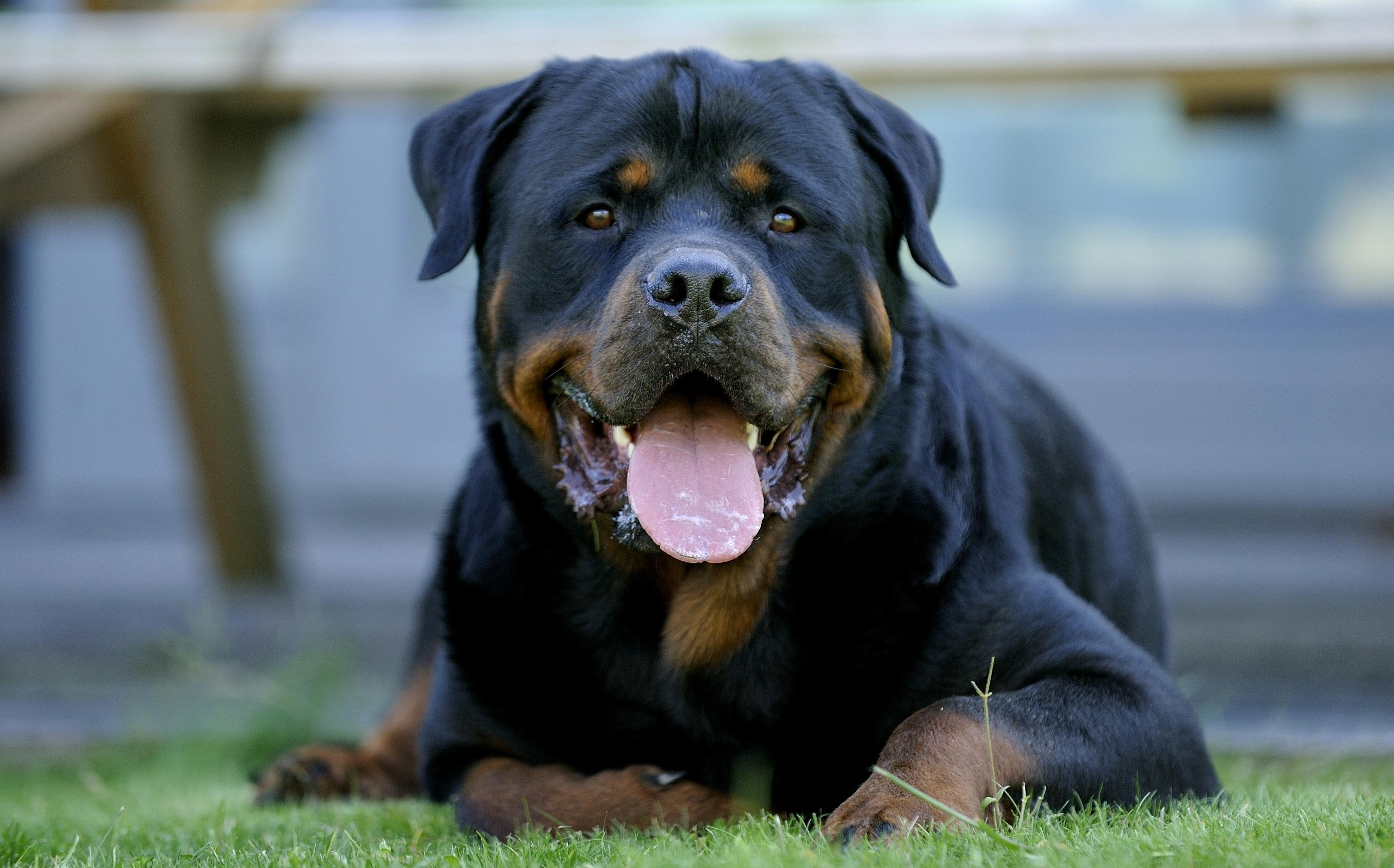 Rottweiler Wallpapers Wallpaper Cave
