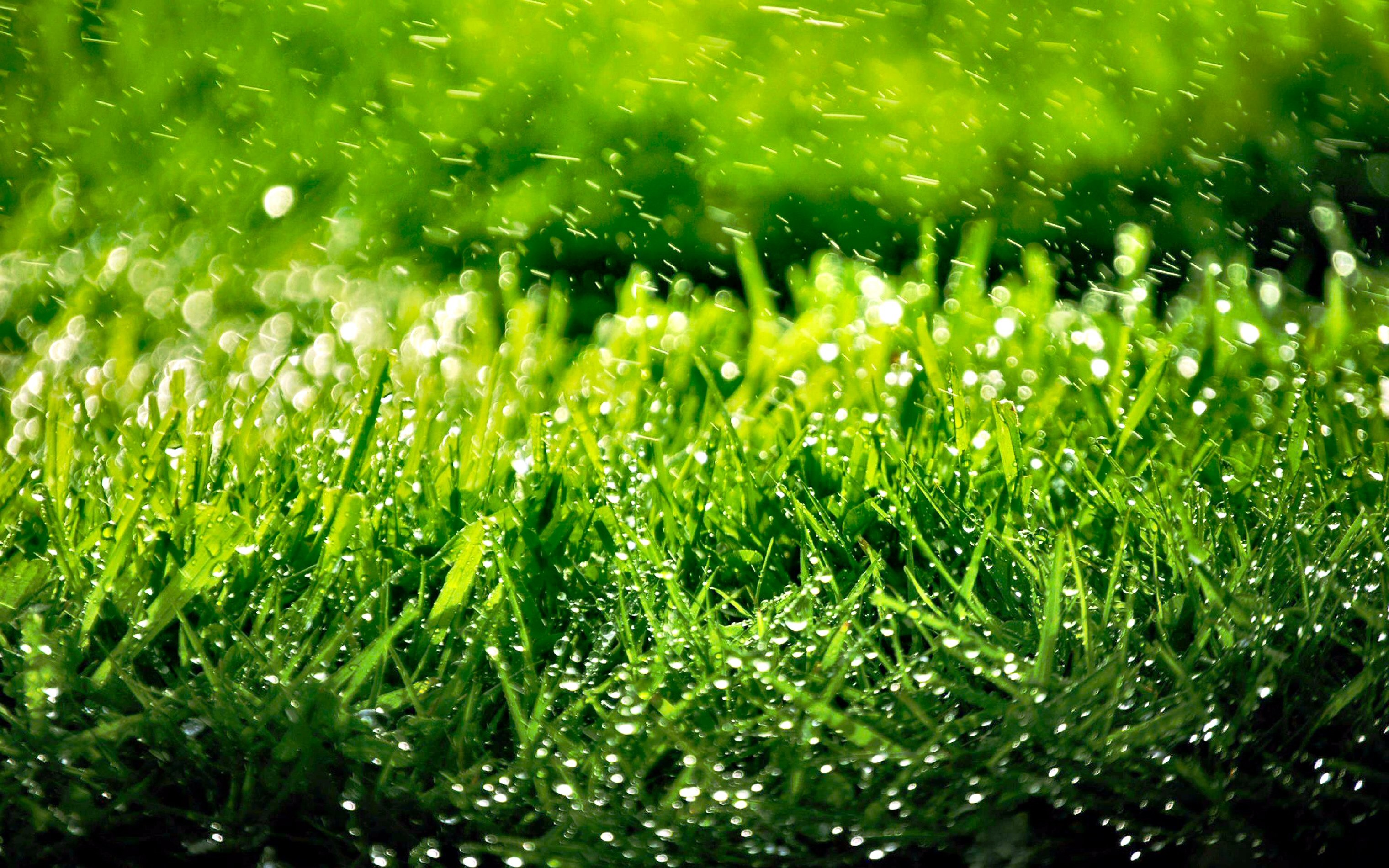 Grass Wallpapers Wallpaper Cave