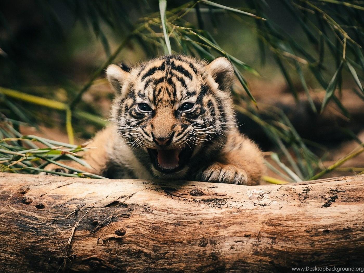Baby Tiger Wallpapers Wallpaper Cave