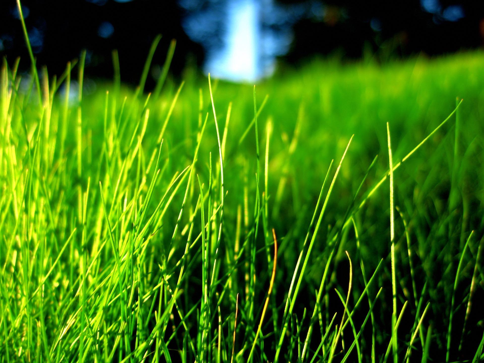 Grass Wallpapers Wallpaper Cave