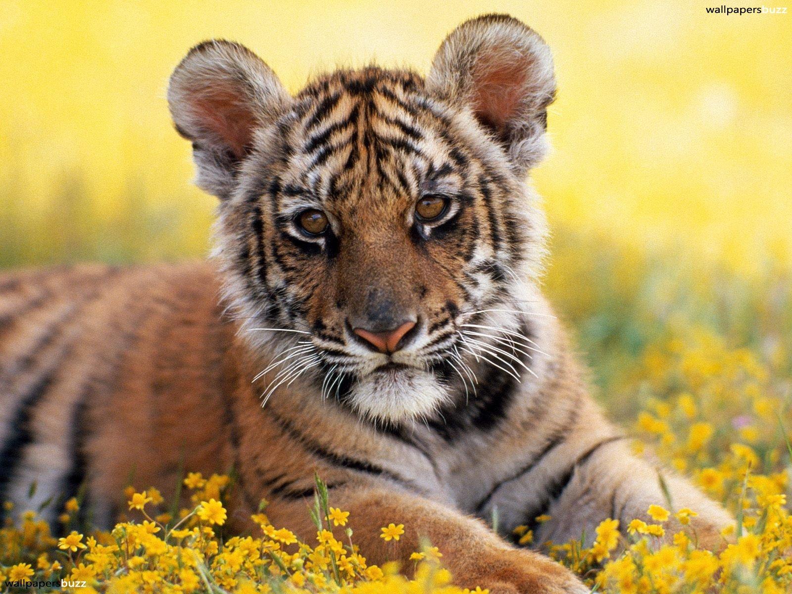 Baby Tigers Wallpapers Wallpaper Cave