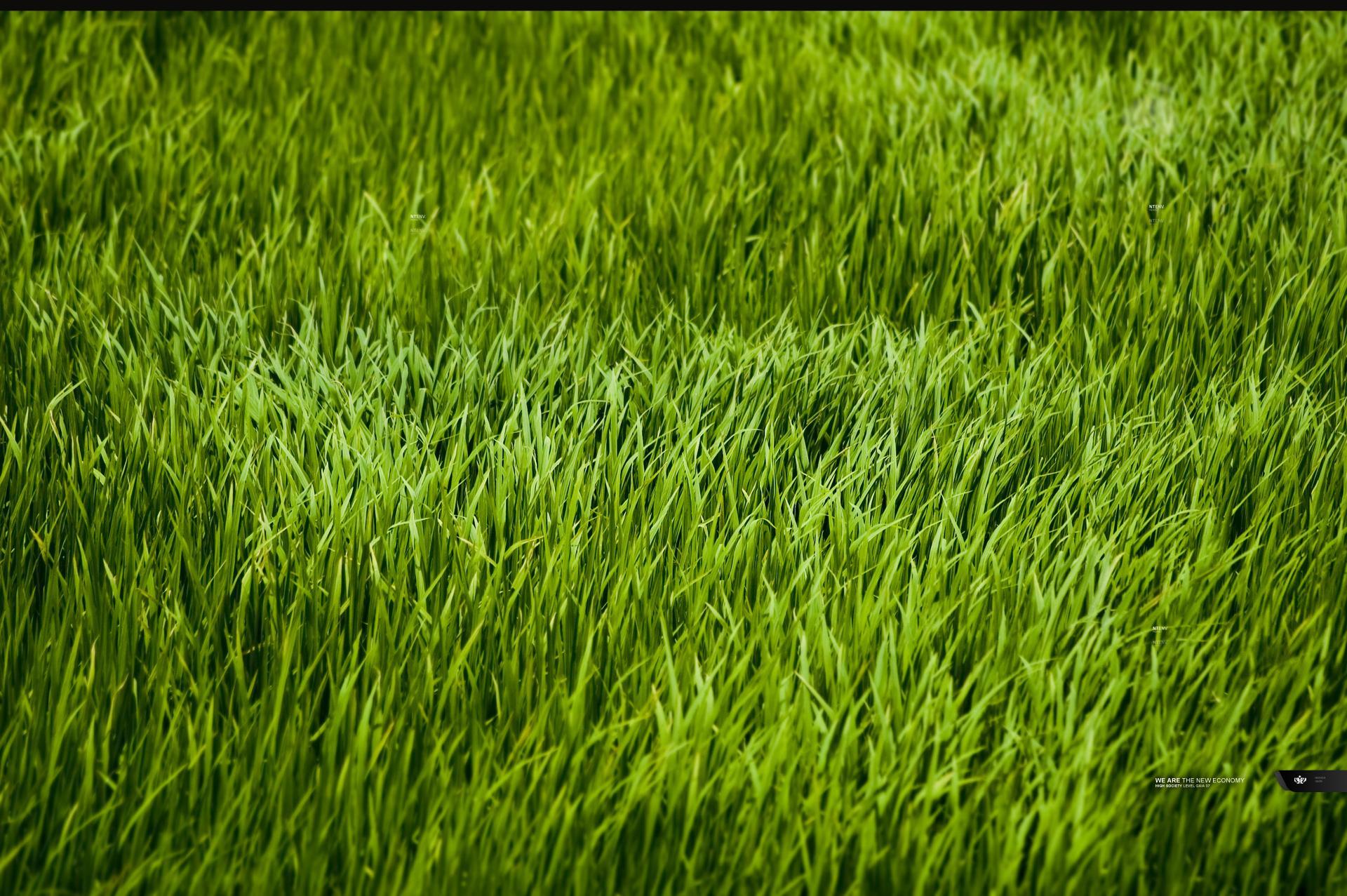 Grass Wallpapers Wallpaper Cave