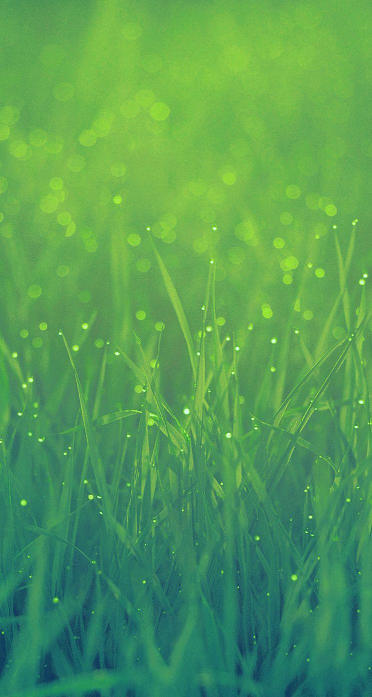Grass Wallpapers Wallpaper Cave