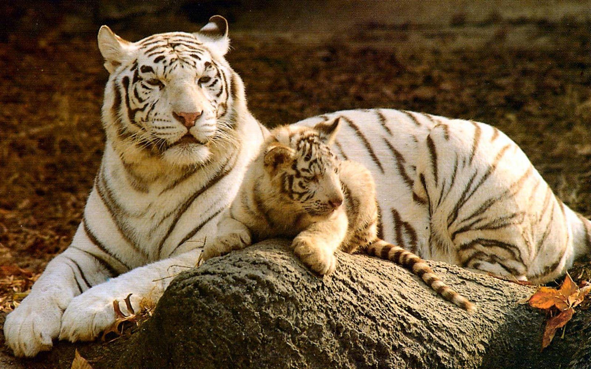 Baby Tiger Wallpapers Wallpaper Cave