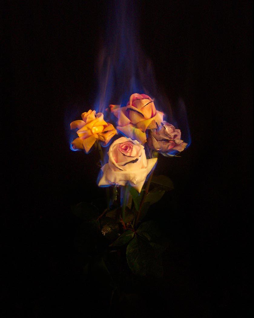 Burning Rose Wallpapers Wallpaper Cave