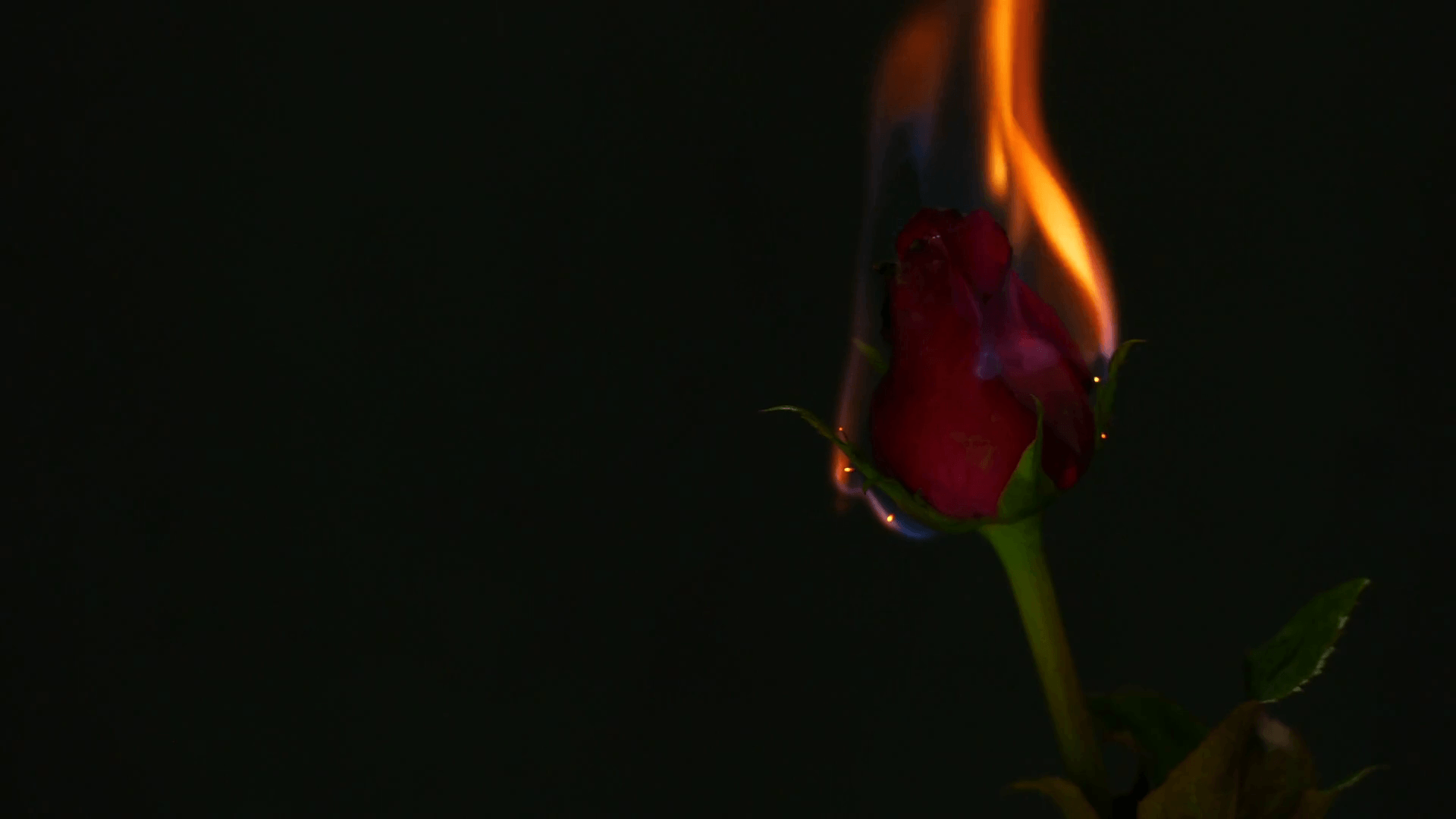 Aesthetic Burning Aesthetic Rose On Fire Largest