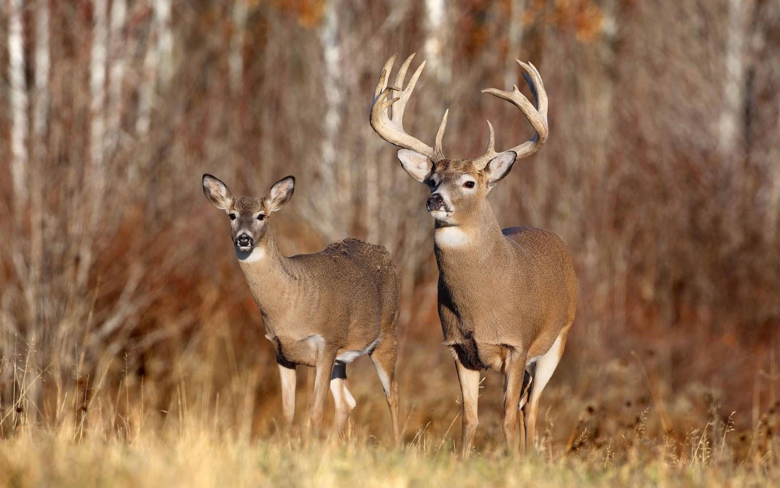 Deer Wallpapers Wallpaper Cave