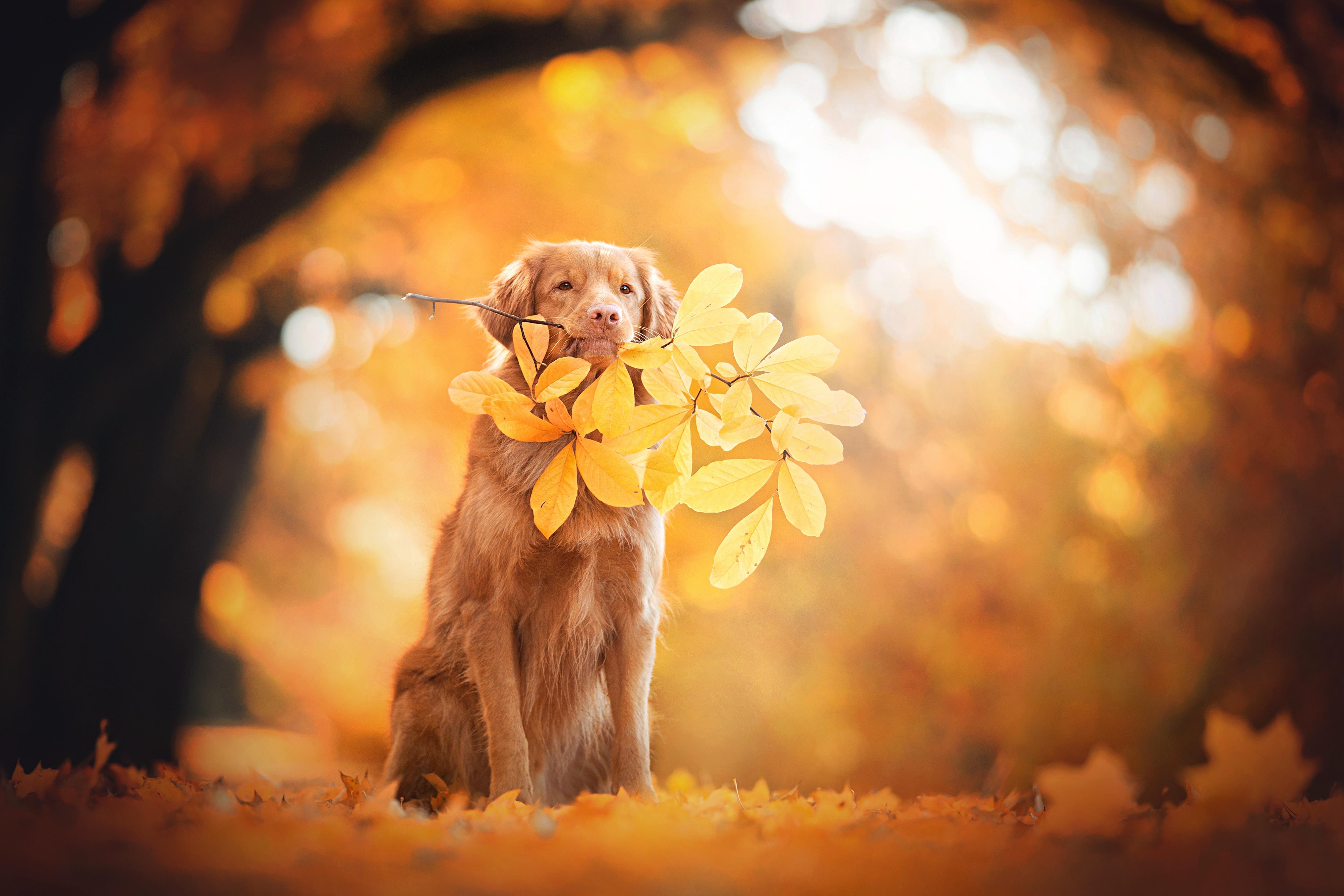 Golden Retriever Wallpapers Wallpaper Cave