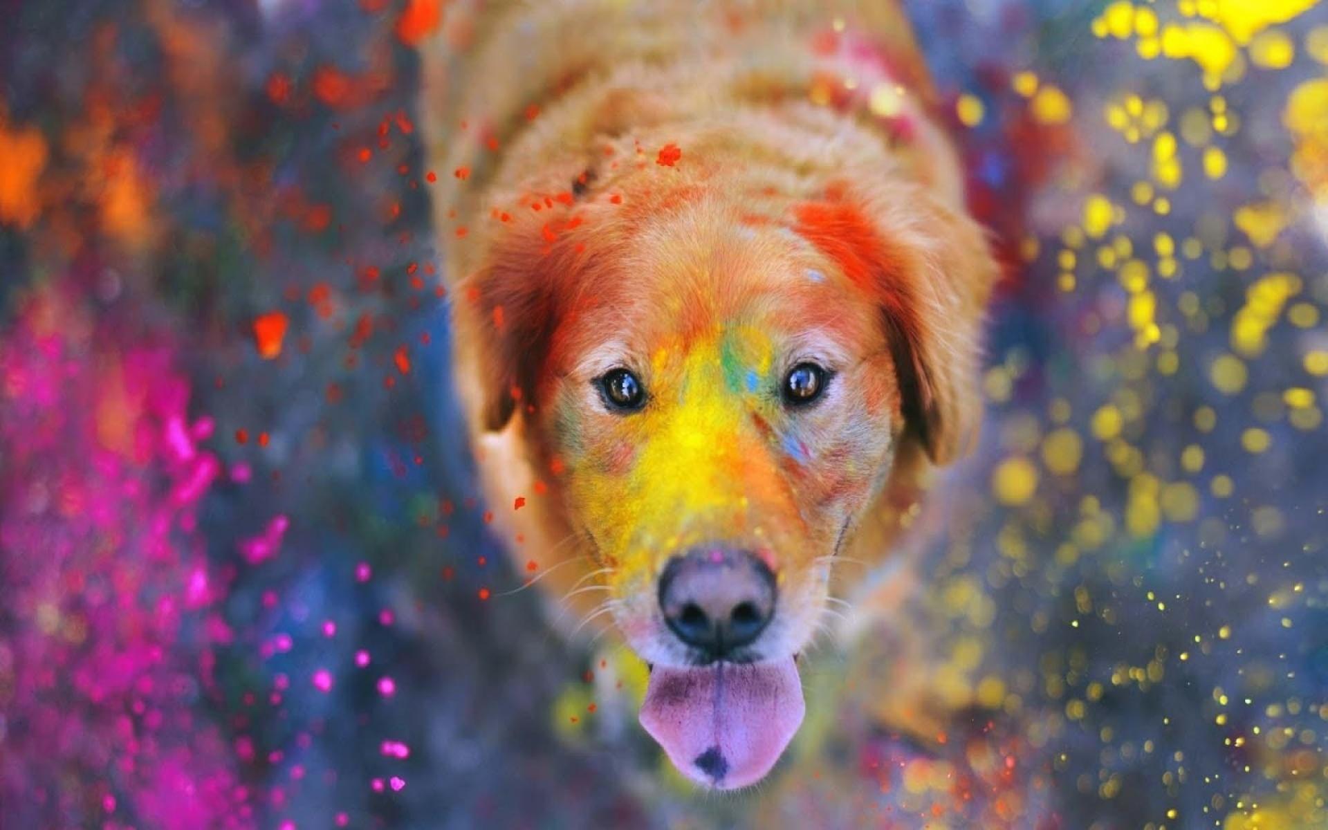 Golden Retriever Wallpapers Wallpaper Cave