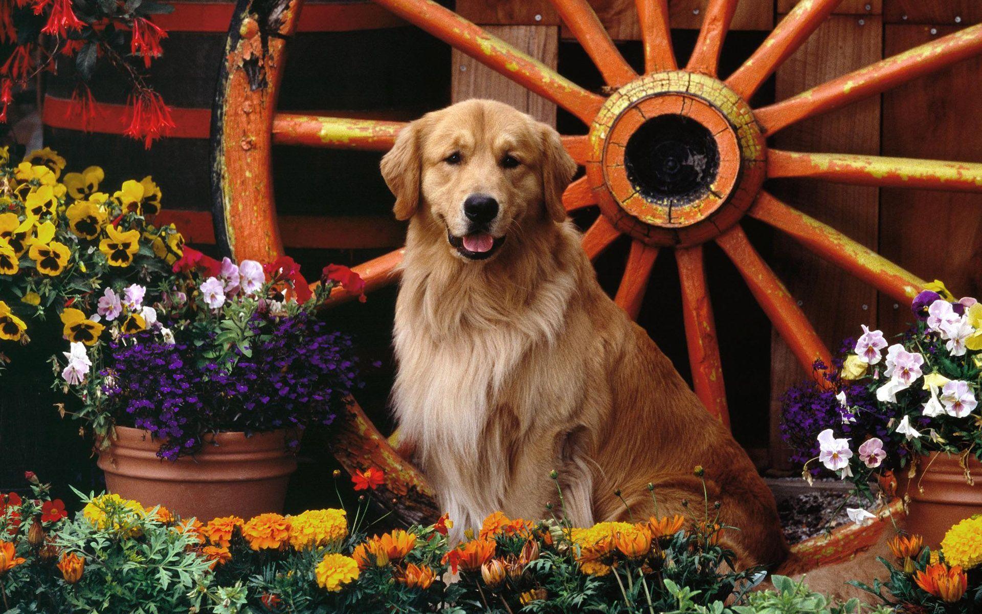Golden Retriever Wallpapers Wallpaper Cave