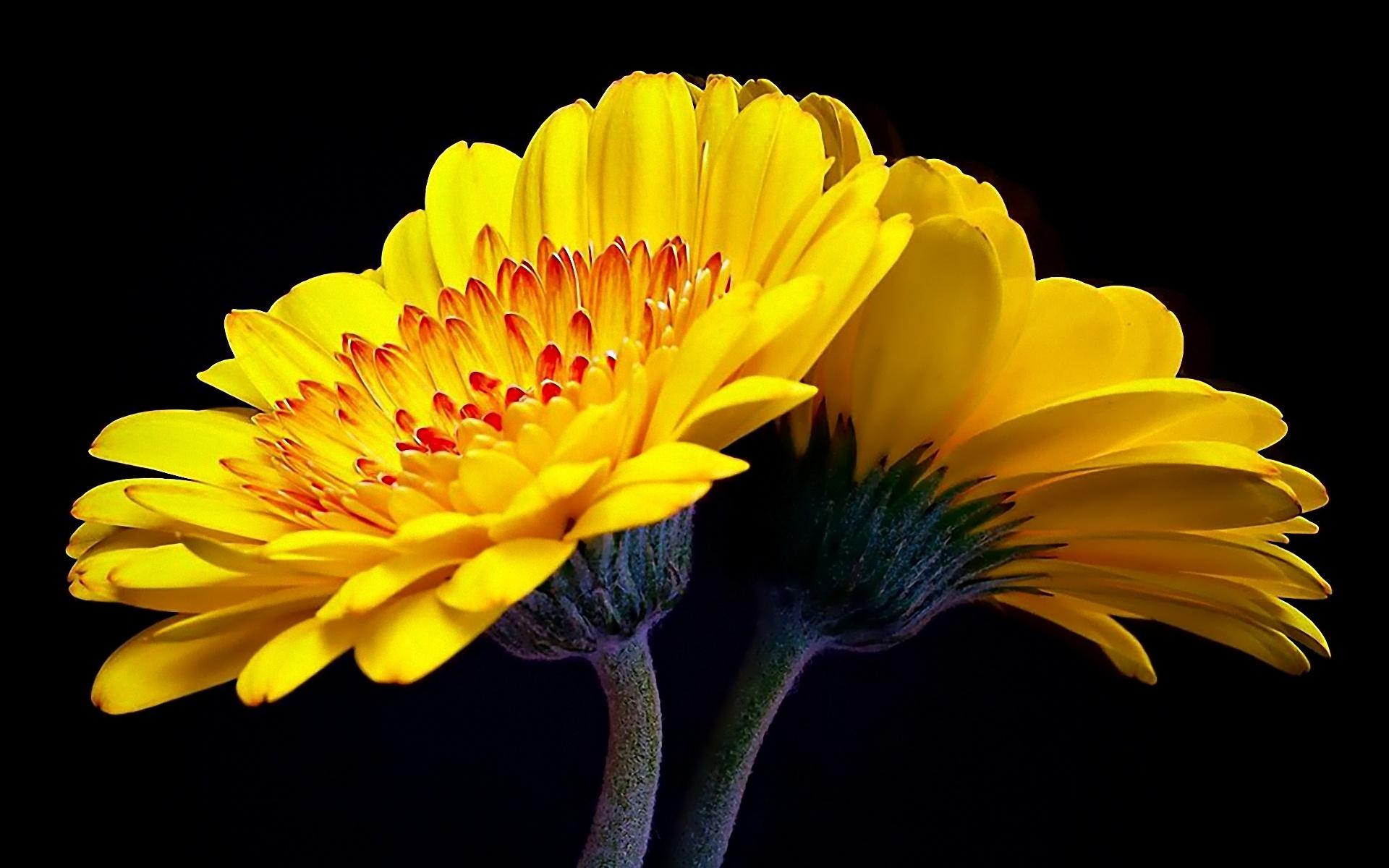 Yellow Flowers Wallpapers Wallpaper Cave