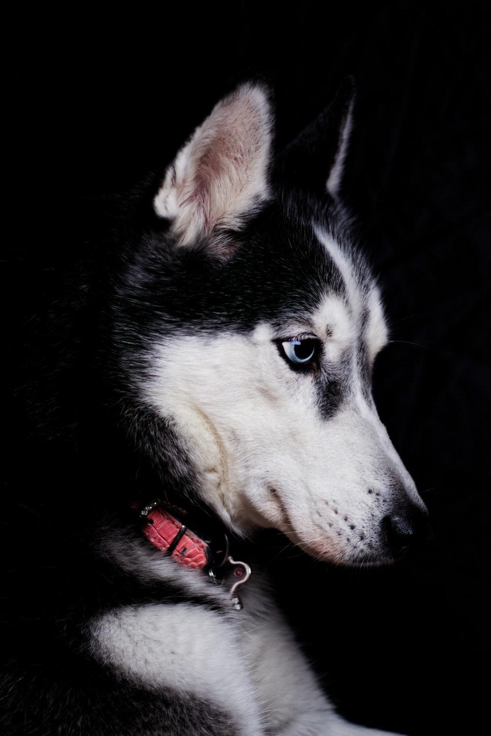 Siberian Husky Wallpapers Wallpaper Cave